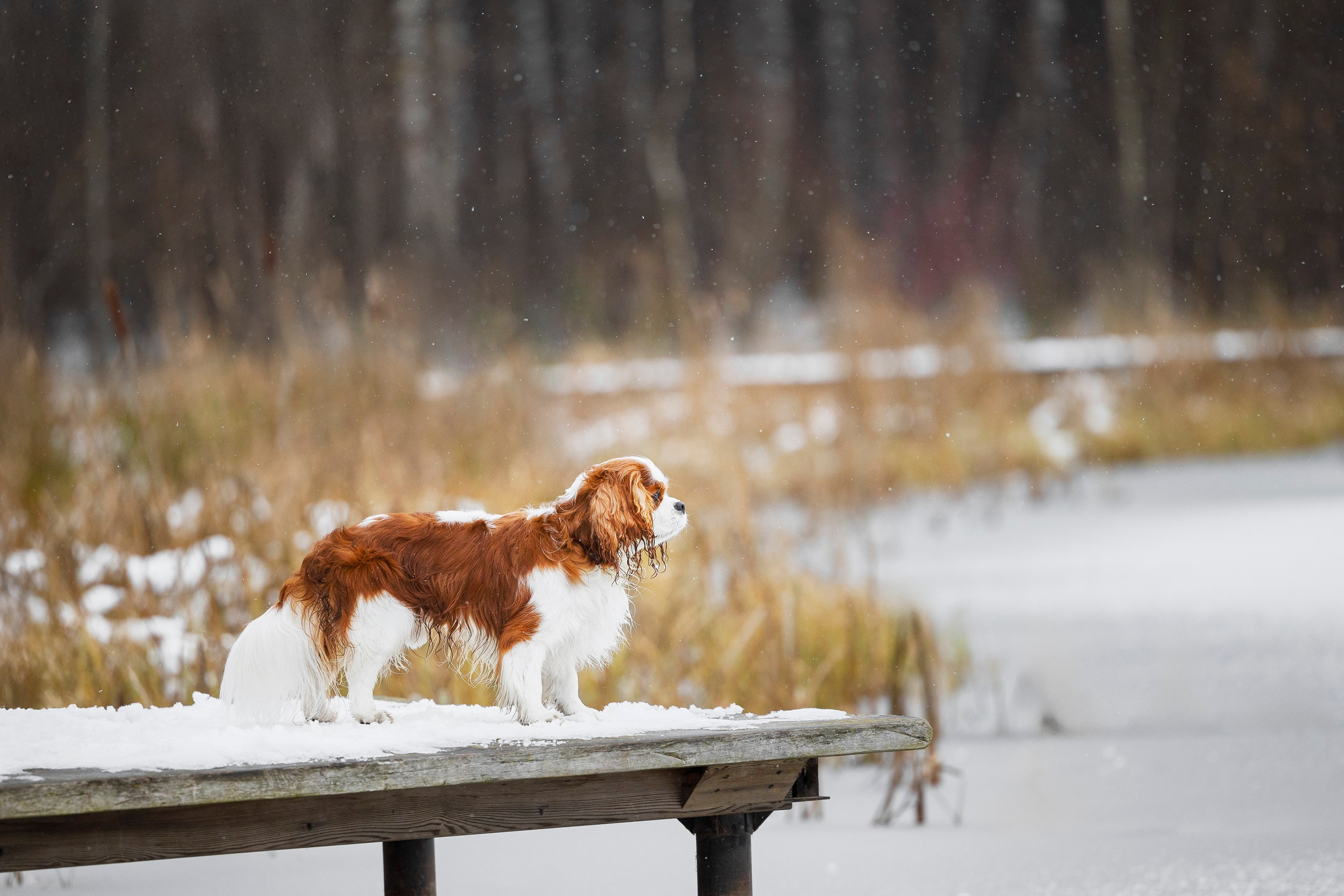 Кавалер Кинг Чарльз Спаниель и Людмила. Фотограф анималист, семейный фотограф, фотограф собак Комратова Мария. г. Москва