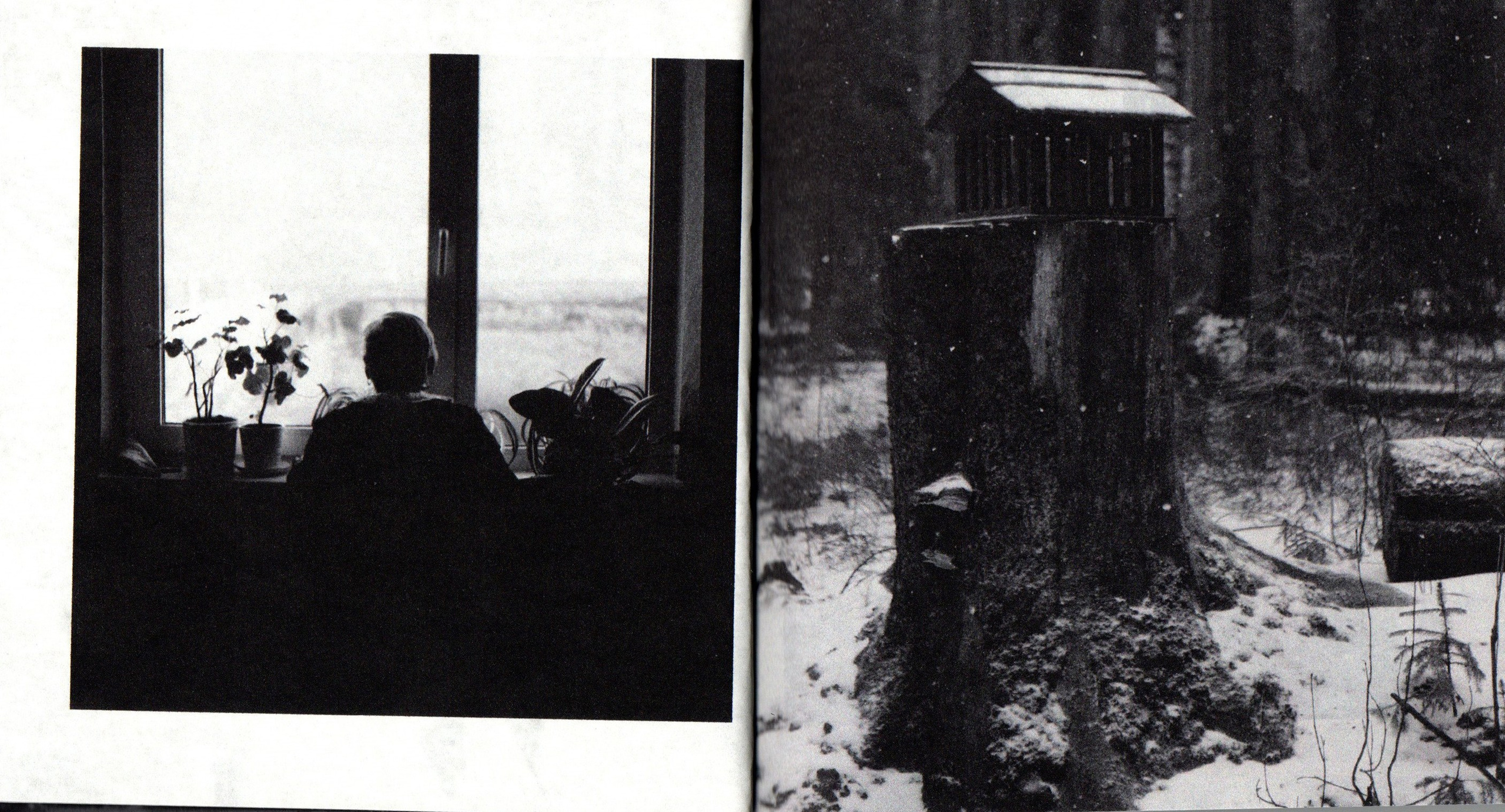 Деревья, которые дают сил. Фотограф Анна Кирнос