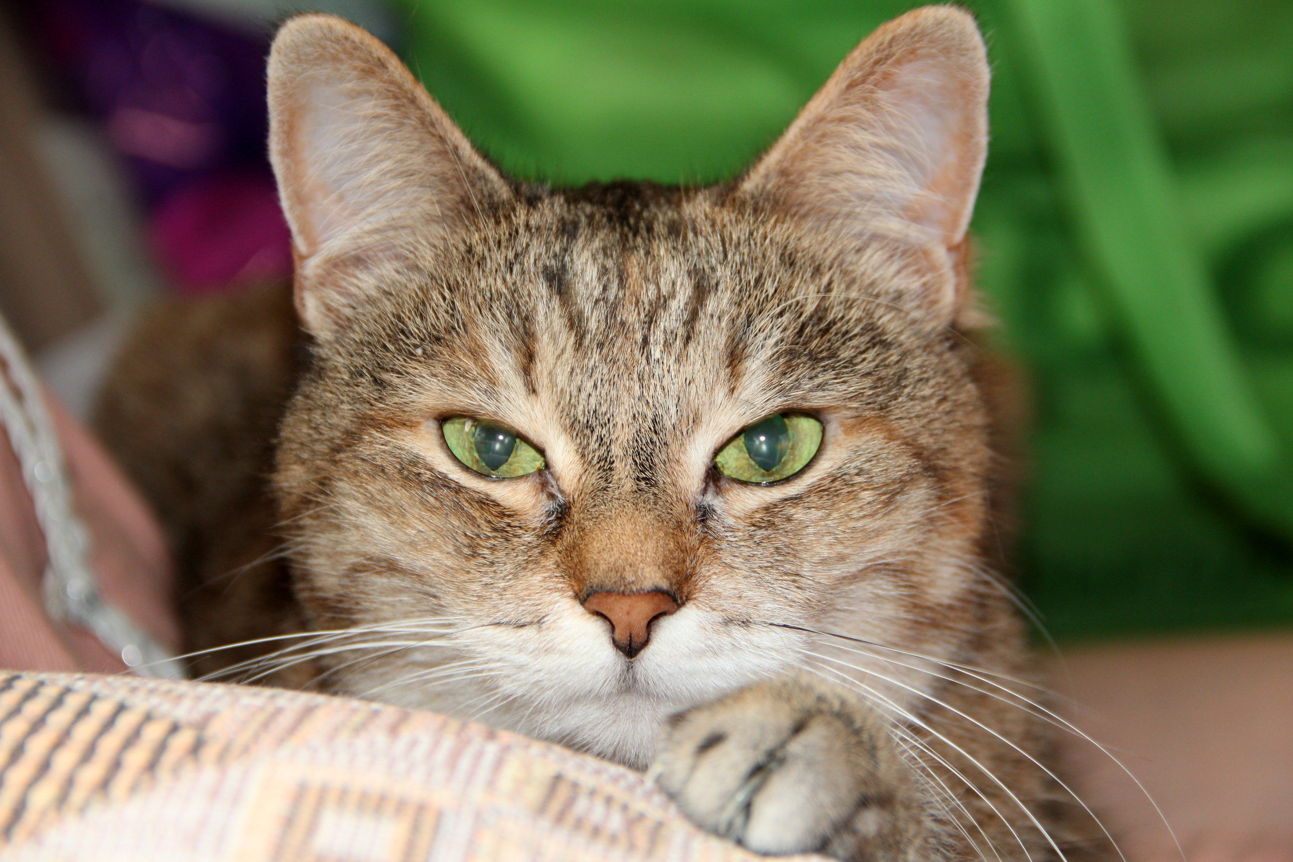 Природа. Животные. Фотограф в Санкт-Петербурге Александр Костюнин