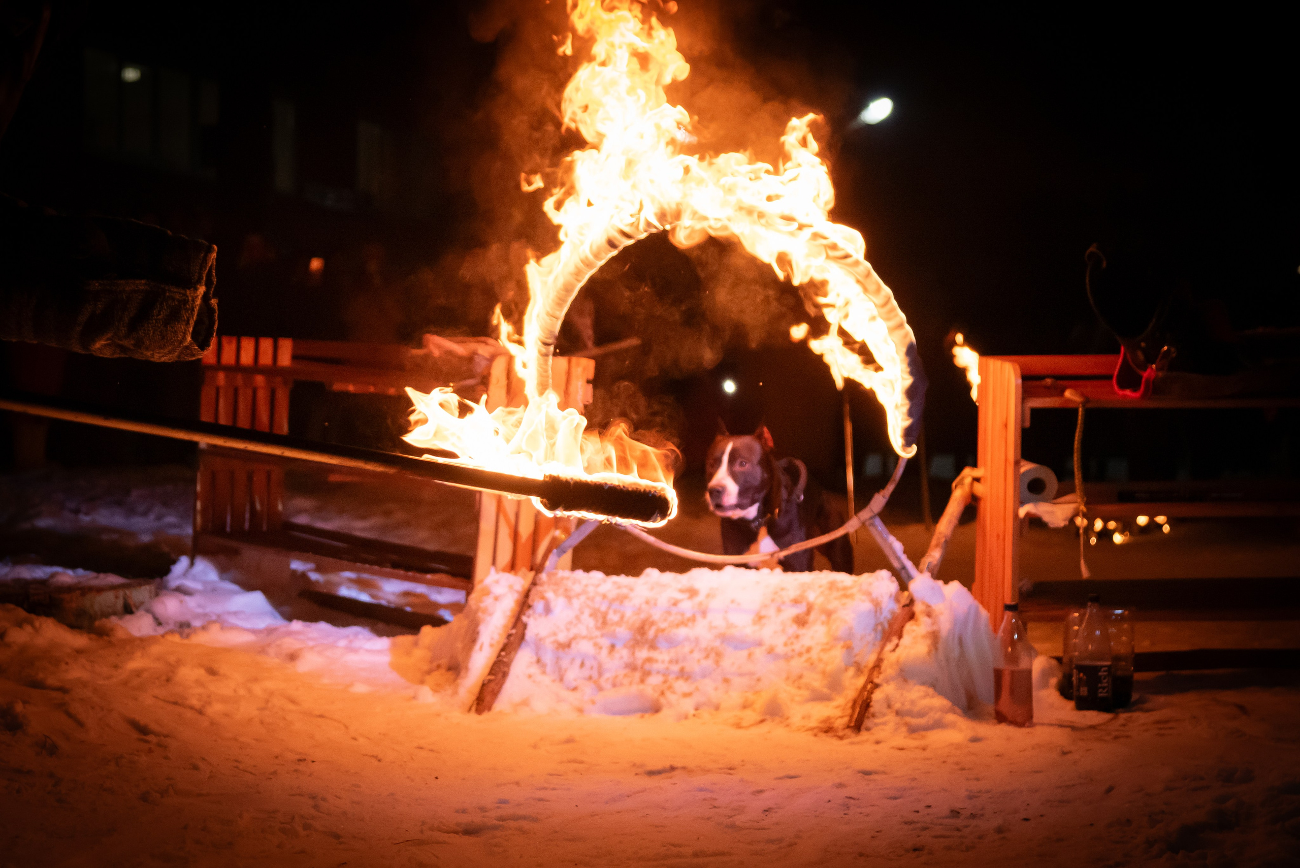 Фотосъёмка с собаками в Кинологическом лагере. Фотограф Макс Огурцов в Нижнем Новгороде