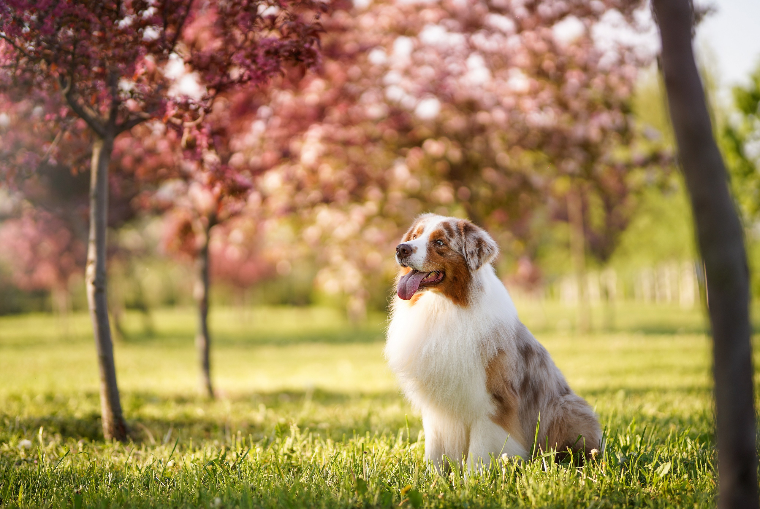 Аусси в Яблоневом саду. Фотограф-анималист в Санкт-Петербурге Яна Мартынова