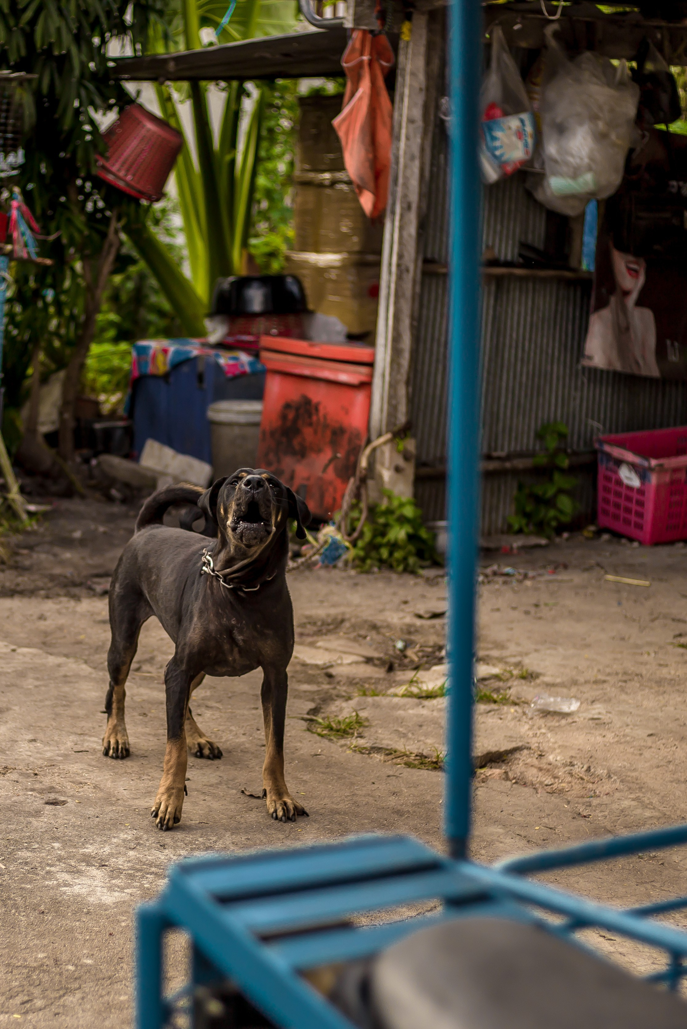 Thailand 2023, Samui. Art Photographer