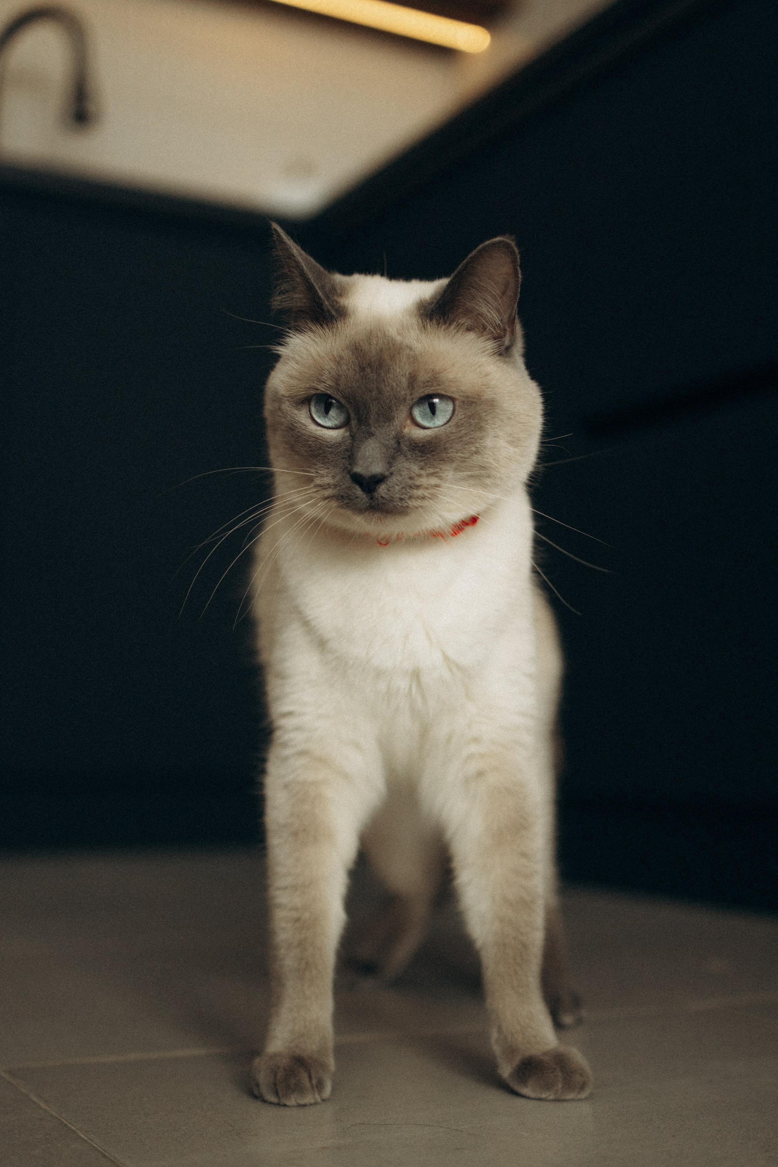 Бэлла, Деми и Луна. Фотораф — анималист Мария Шистка