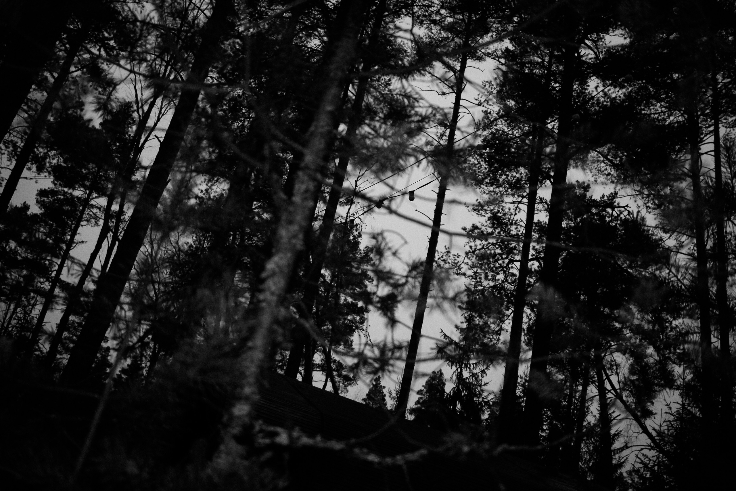 Лес и абстрактность. Портретный фотограф DanilNabody