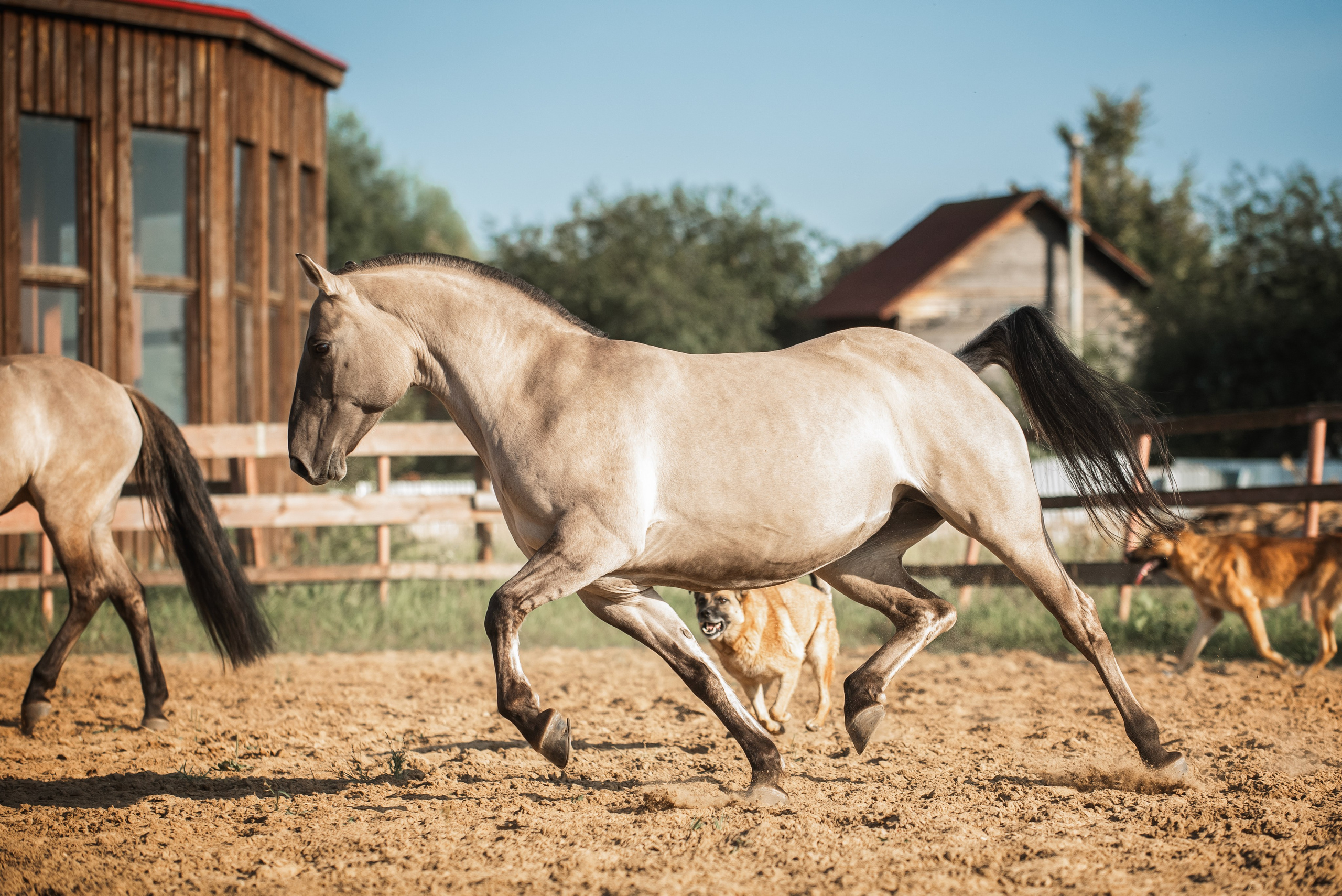 Катя SedlaMSK и Кася с Габи. Конный фотограф Куракина Дарья • Фотосессии с лошадьми