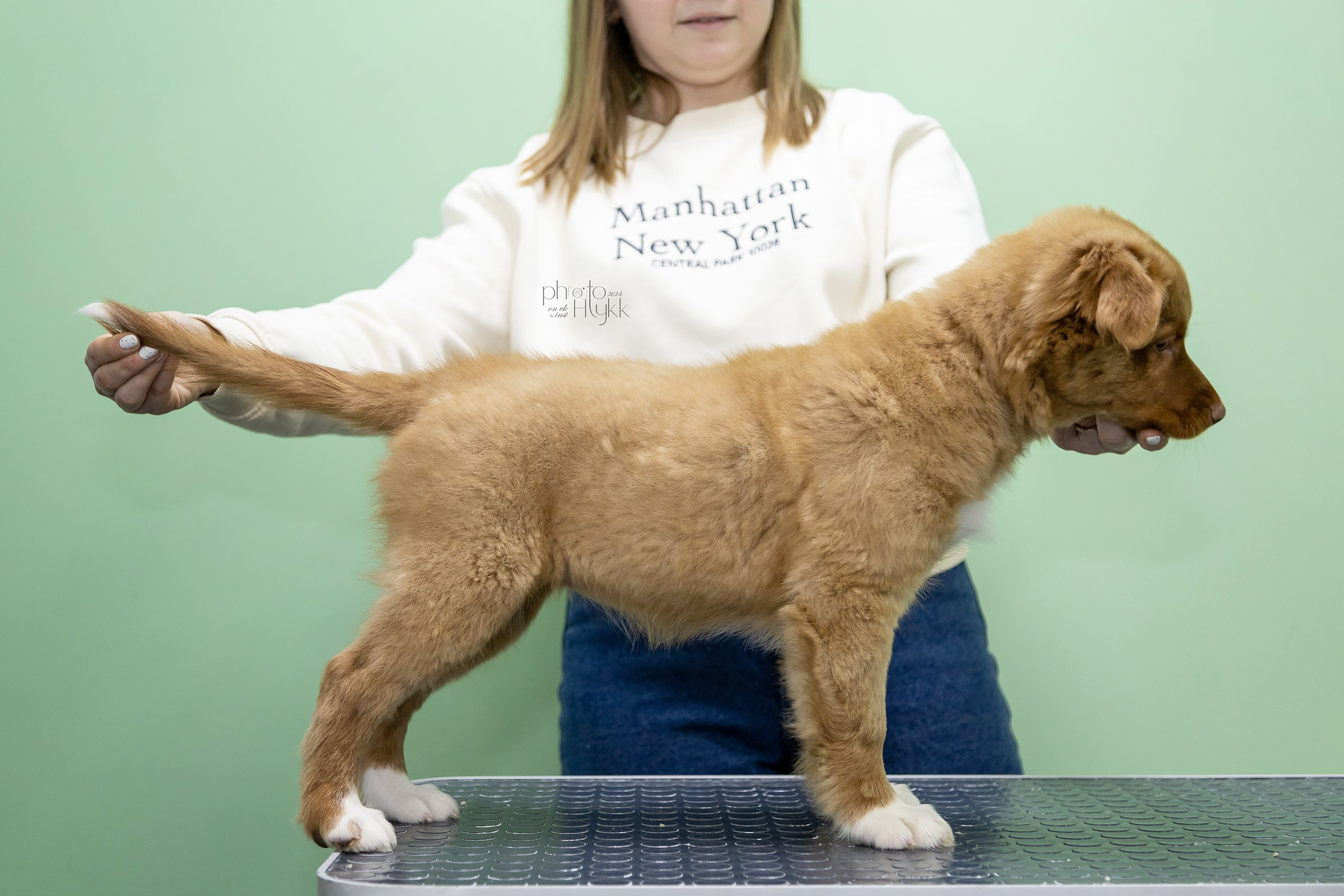 Щенки Толлера. Htykk_photo