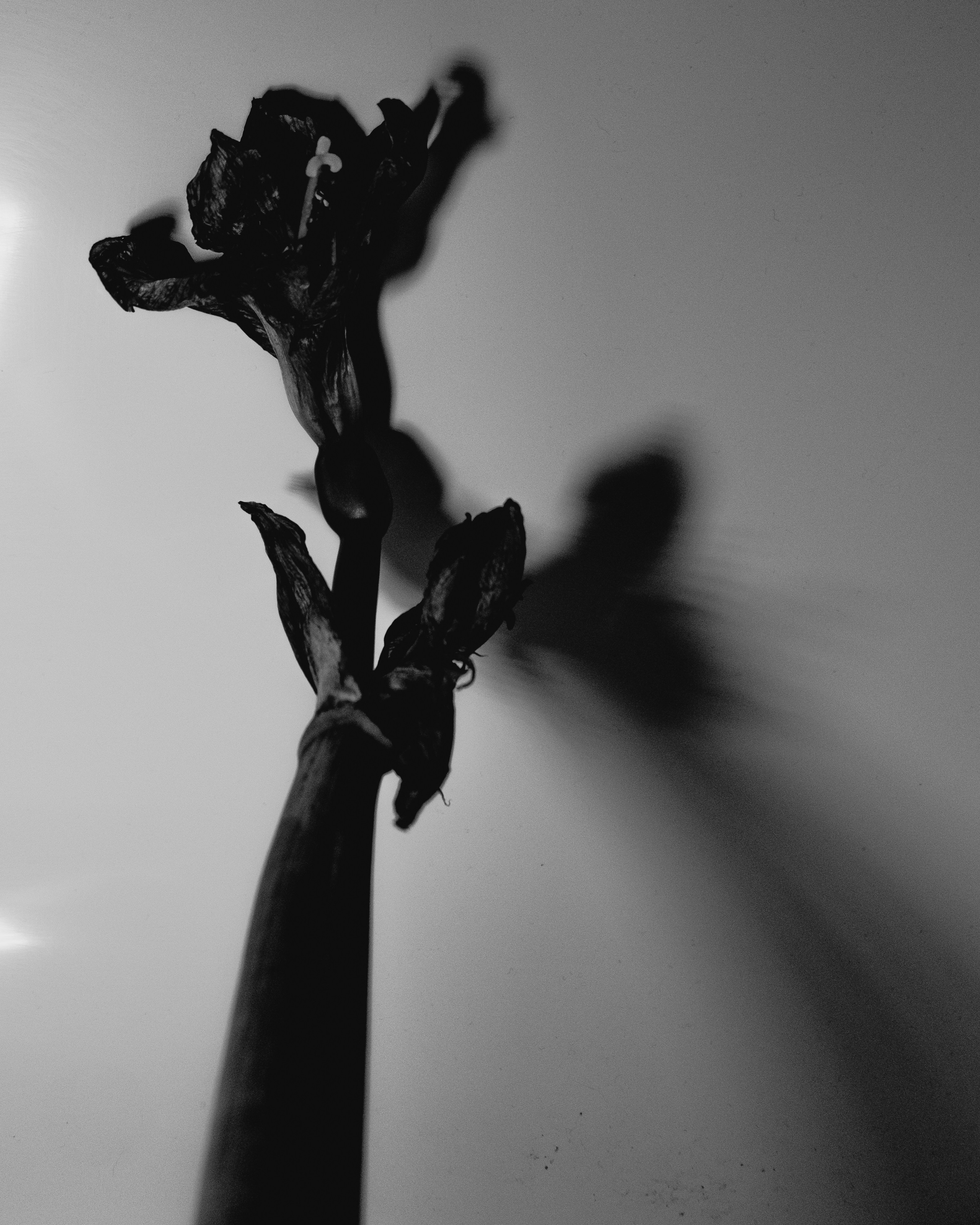 Flowers. Коммерческий и fashion-фотограф в Санкт-Петербурге Олеся Поле