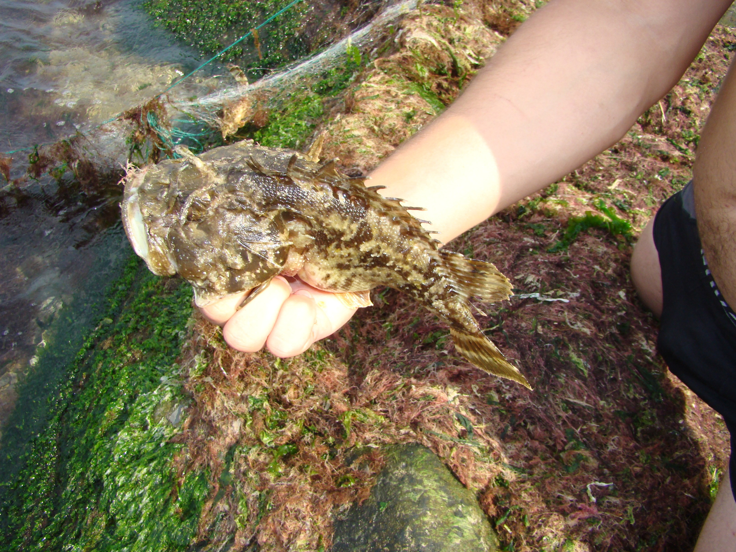 Кабардинка (фото Зевиных) 25.06-24.07.2008. Семейный, Свадебный фотограф СПБ Питер— Романова Екатерина