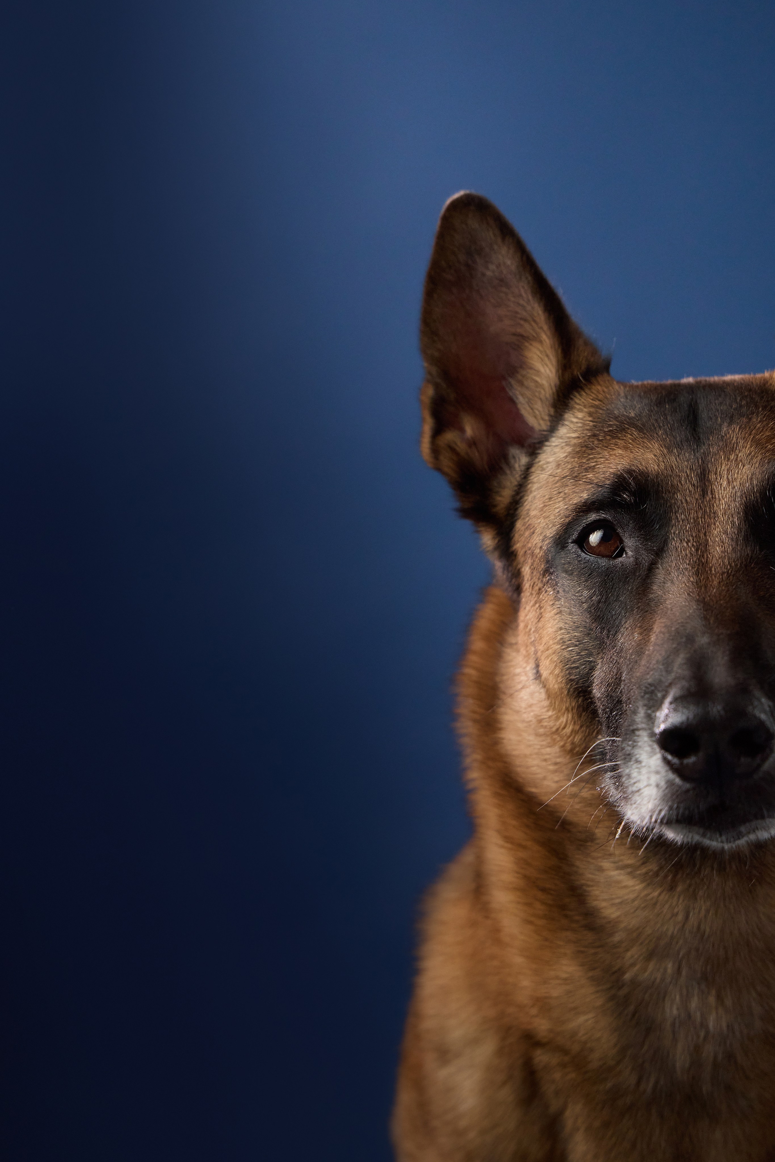 Presence. Dog Photographer Anna Averianova | Art & Commercial Pet Photography