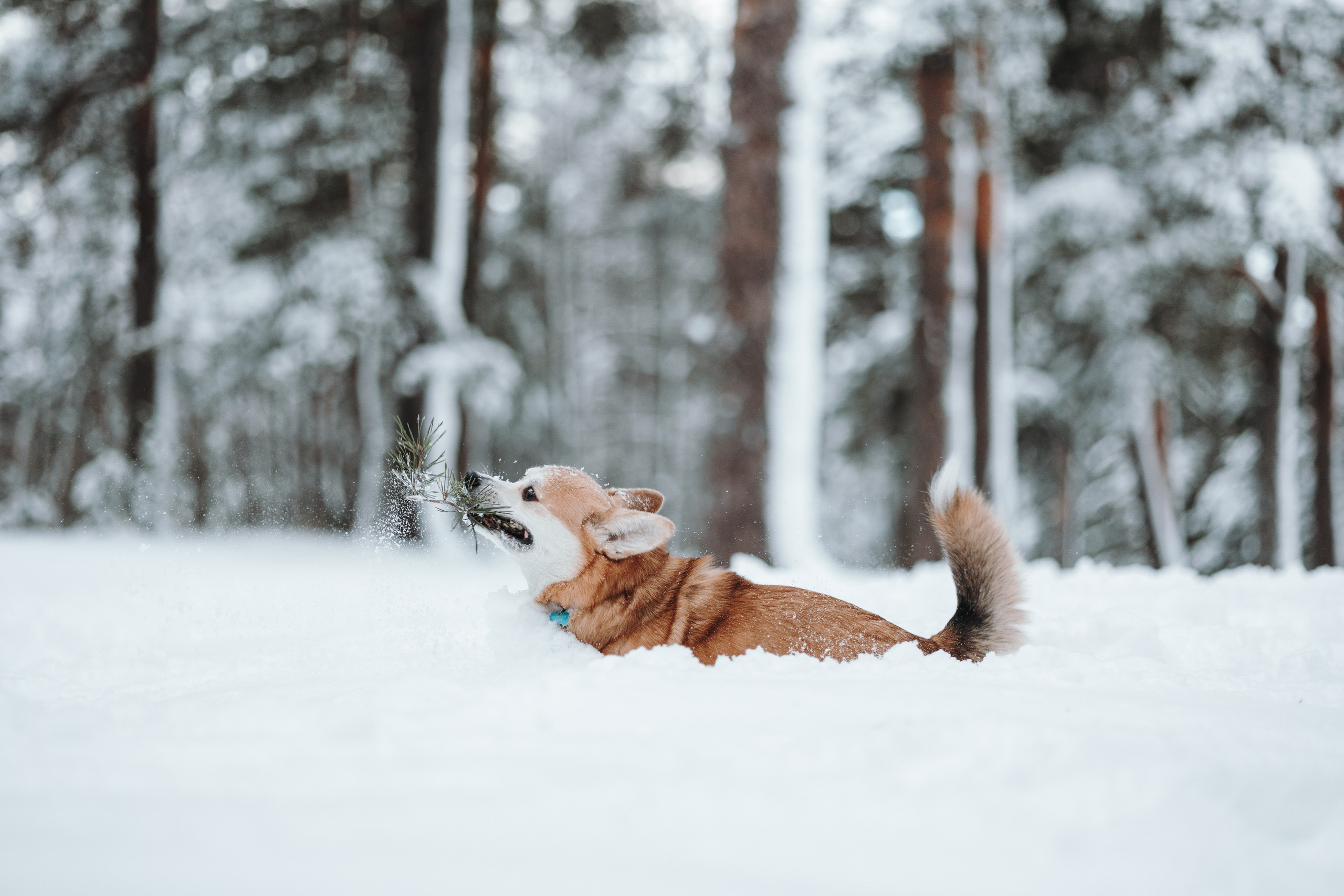 Оливка и ее семья. Фотограф — Анималист | Санкт-Петербург