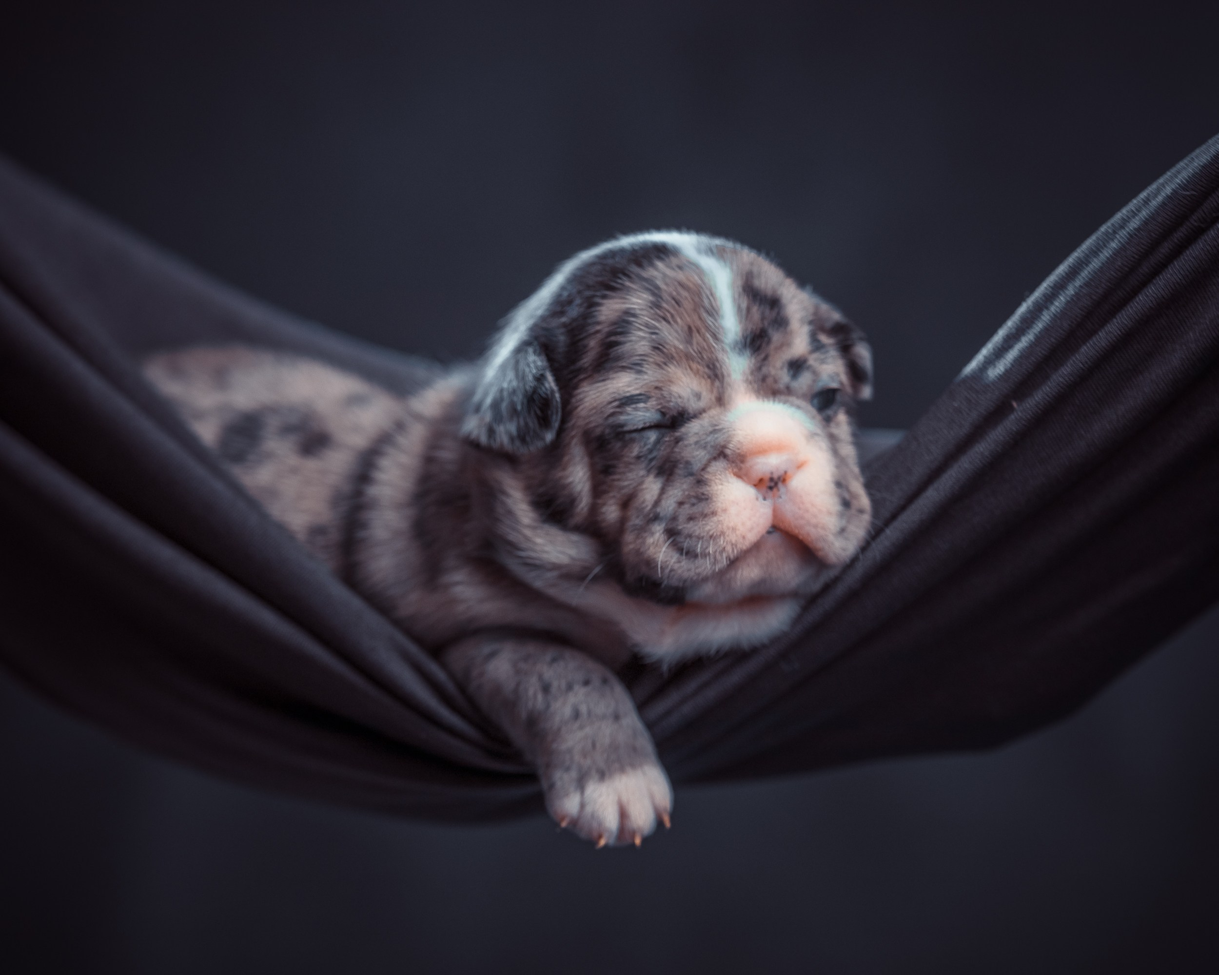 Животные. Семейный и детский фотограф в Москве Ольга Мэй