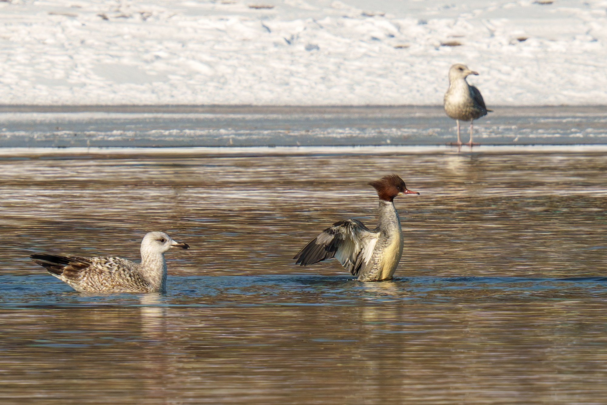 Удивительные мир птиц. Вокруг нас столько прекрасного — присмотритесь!. Ваш личный фотограф Марина Волкова