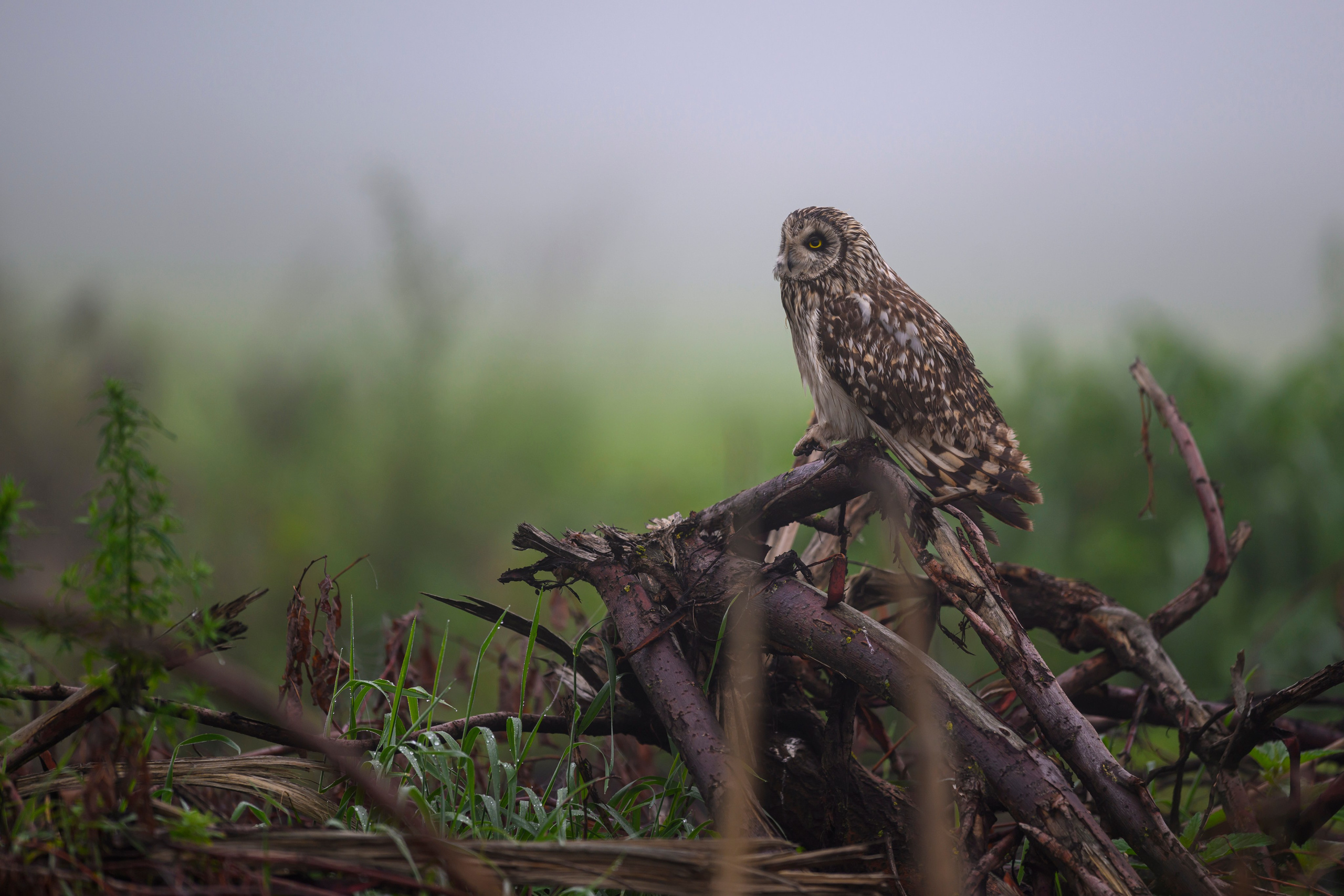 Сова вернулась. The owl has returned. Wildlife photography by Sergey Puponin