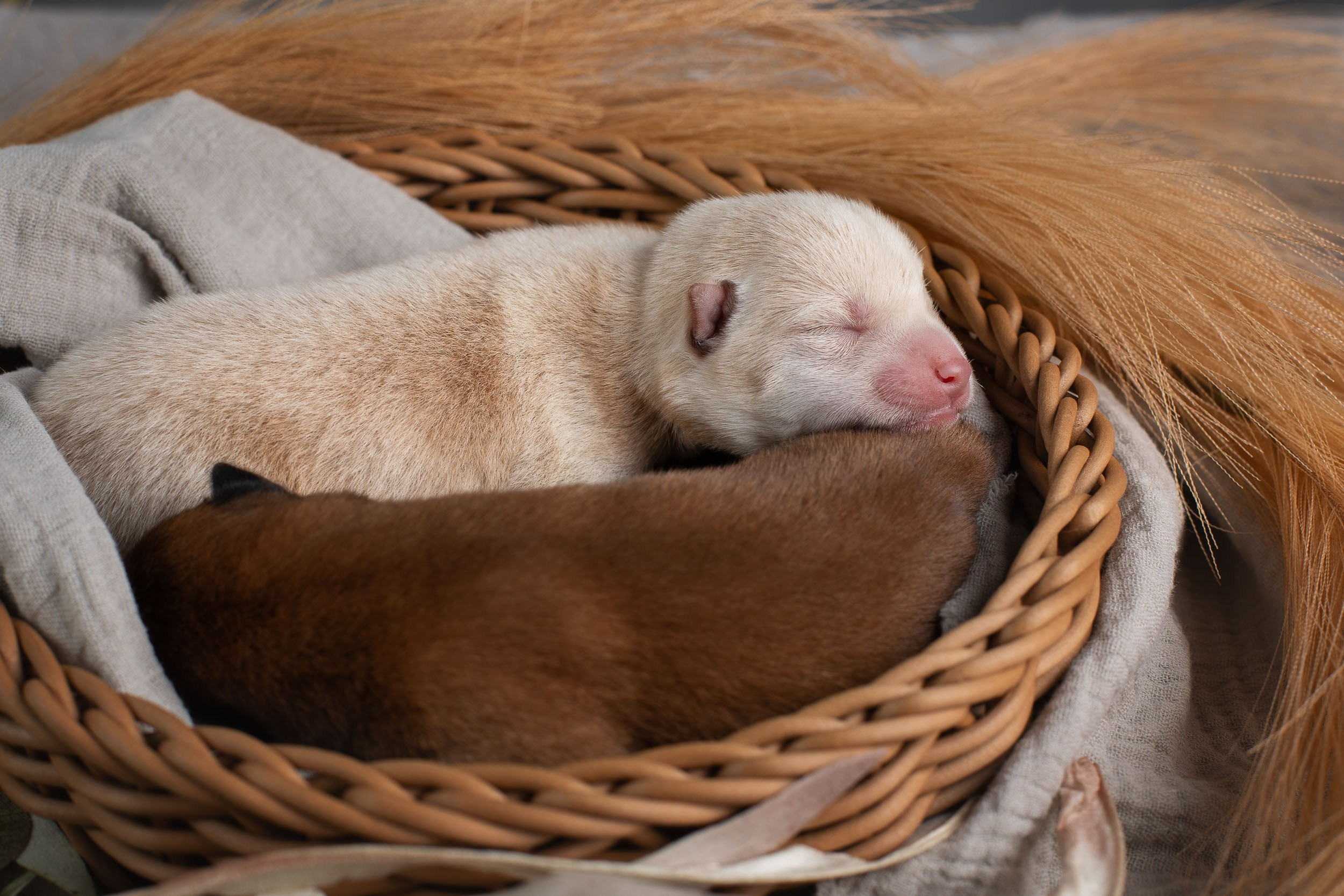 Ньюборн съемка для помета новорожденных щенков мамесиба. Фотограф-анималист в Москве и Московской области Татьяна Фролова