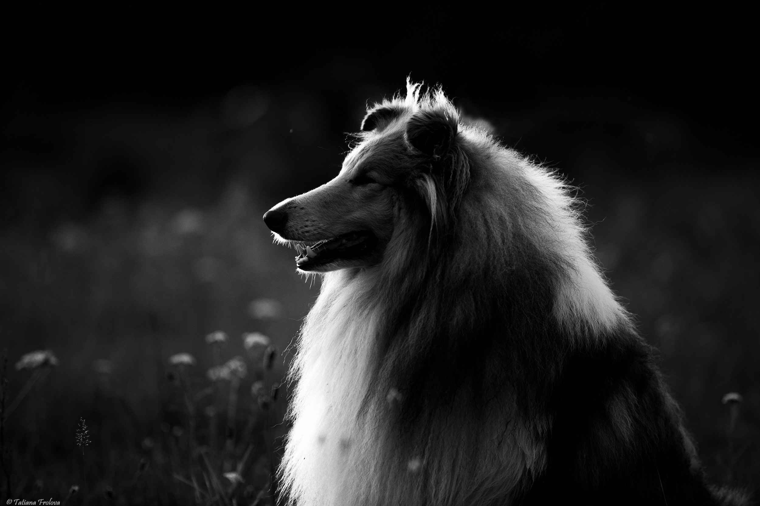 Фотопрогулка для нескольких собак загородом. Фотограф-анималист в Москве и Московской области Татьяна Фролова