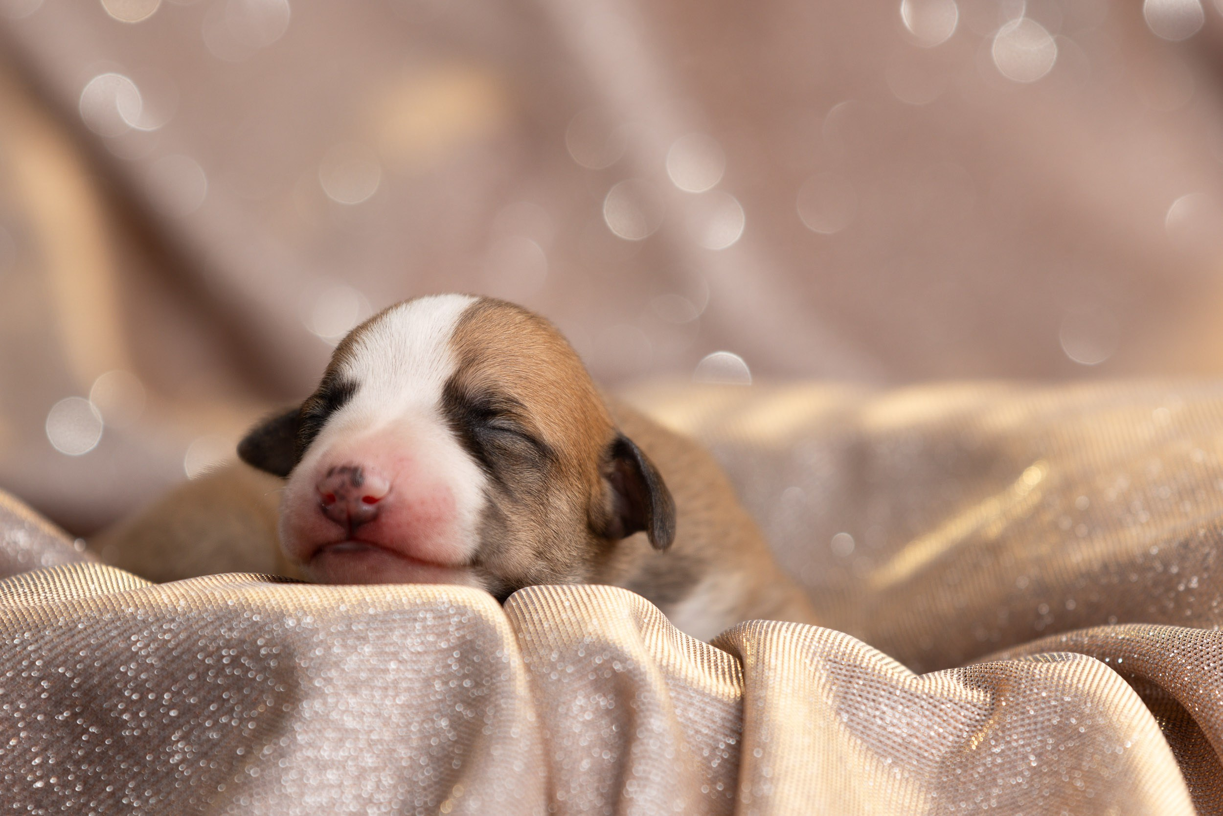 Ньюборн для щенков уиппета. Фотограф-анималист в Москве и Московской области Татьяна Фролова