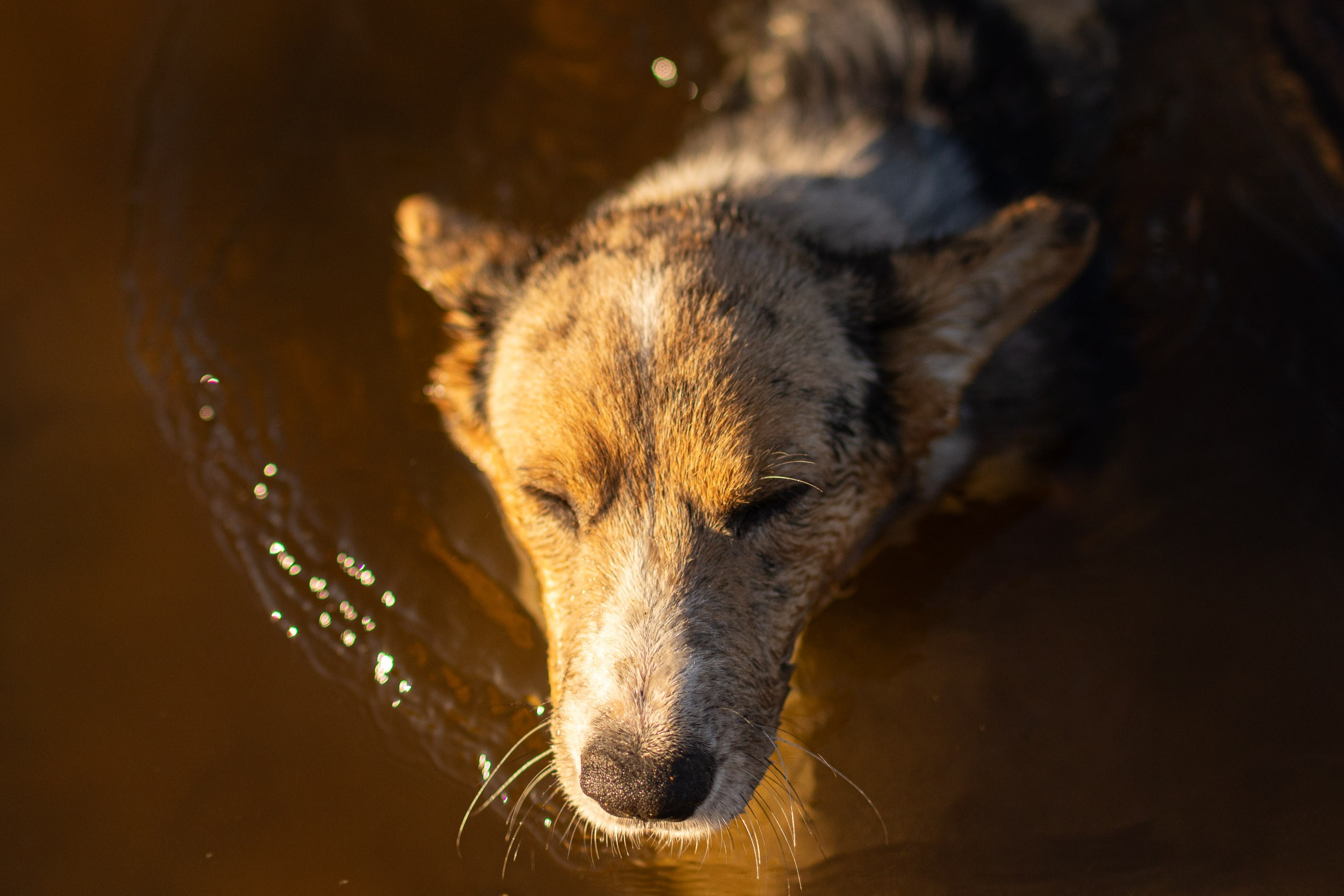 Купание щенков в стиле лайфстайл. Фотограф-анималист в Москве и Московской области Татьяна Фролова