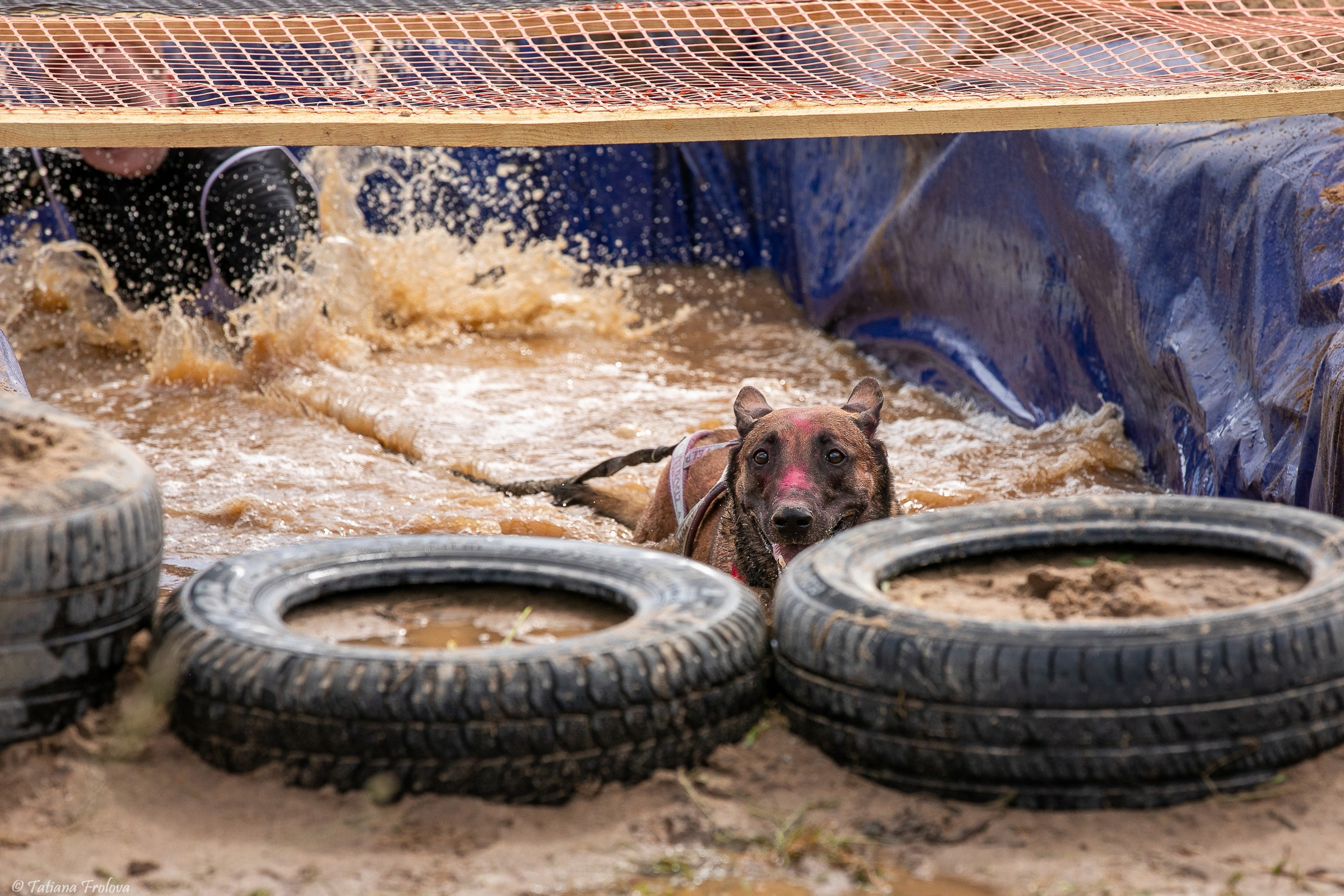 Фоторепортаж с забега с собаками. Фотограф-анималист в Москве и Московской области Татьяна Фролова