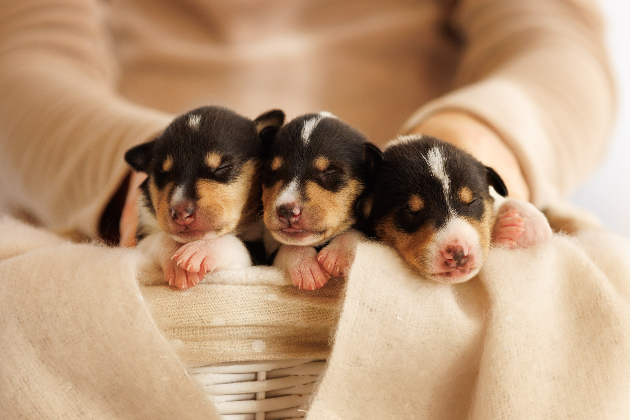 Короткошерстные колли в 2 недели. Фотограф-анималист в Москве и Московской области Татьяна Фролова