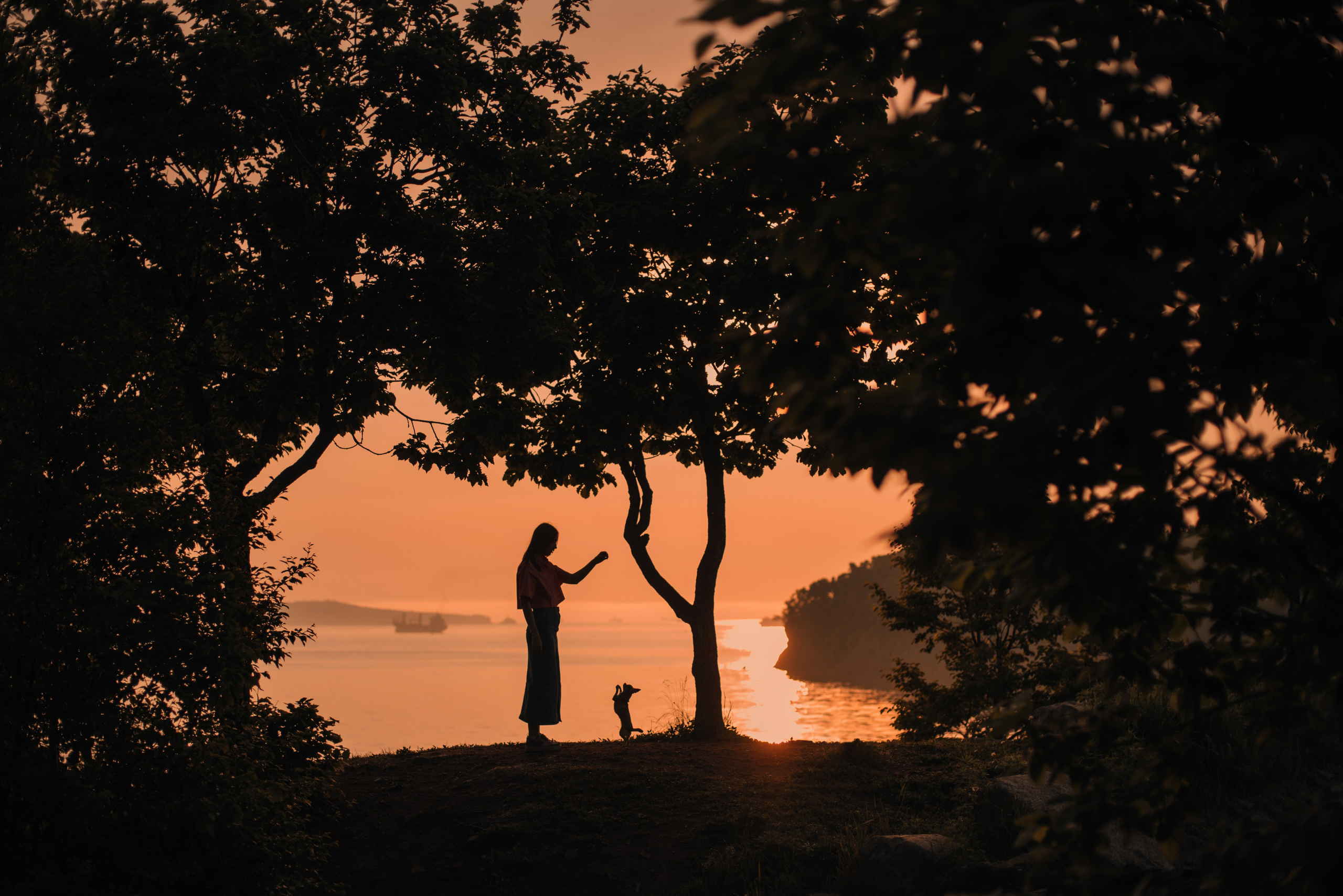 Прогулка: чихуахуа Хенни и Алина во Владивостоке. Портфолио