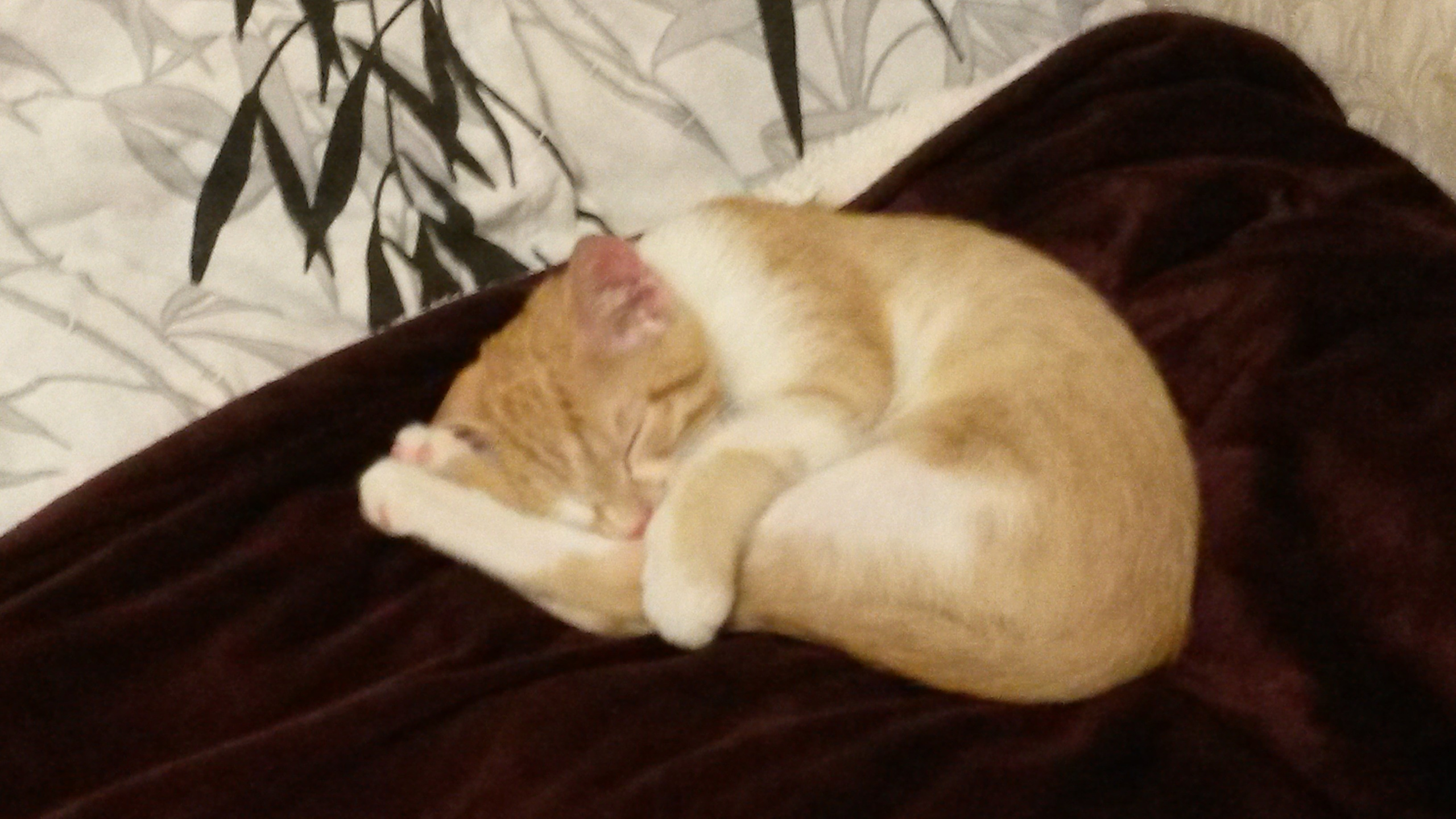 Декабрь (Школа, НГ). Семейный, Свадебный фотограф СПБ Питер— Романова Екатерина