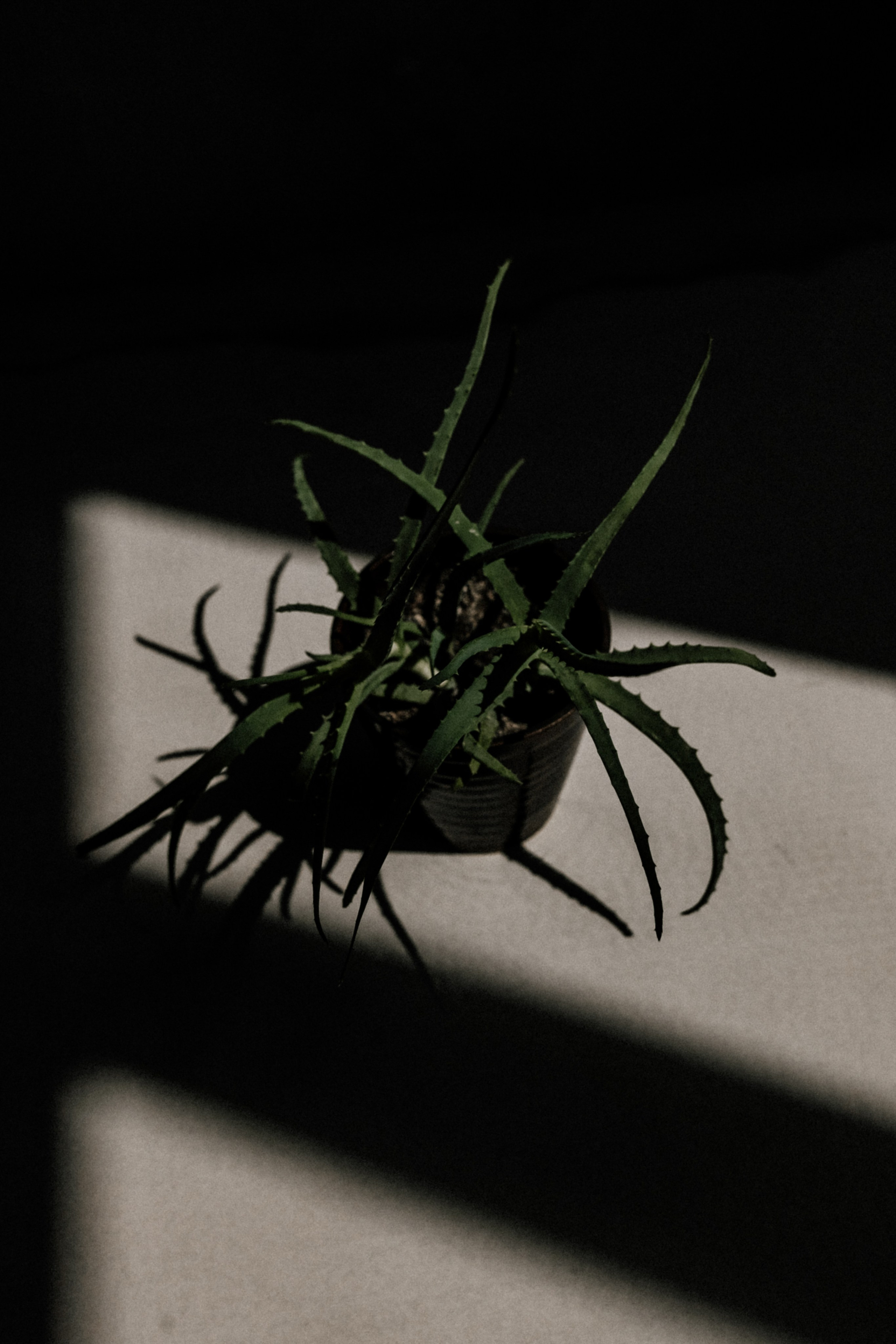 Алена. Фотограф Москва, Санкт-Петербург, Абакан