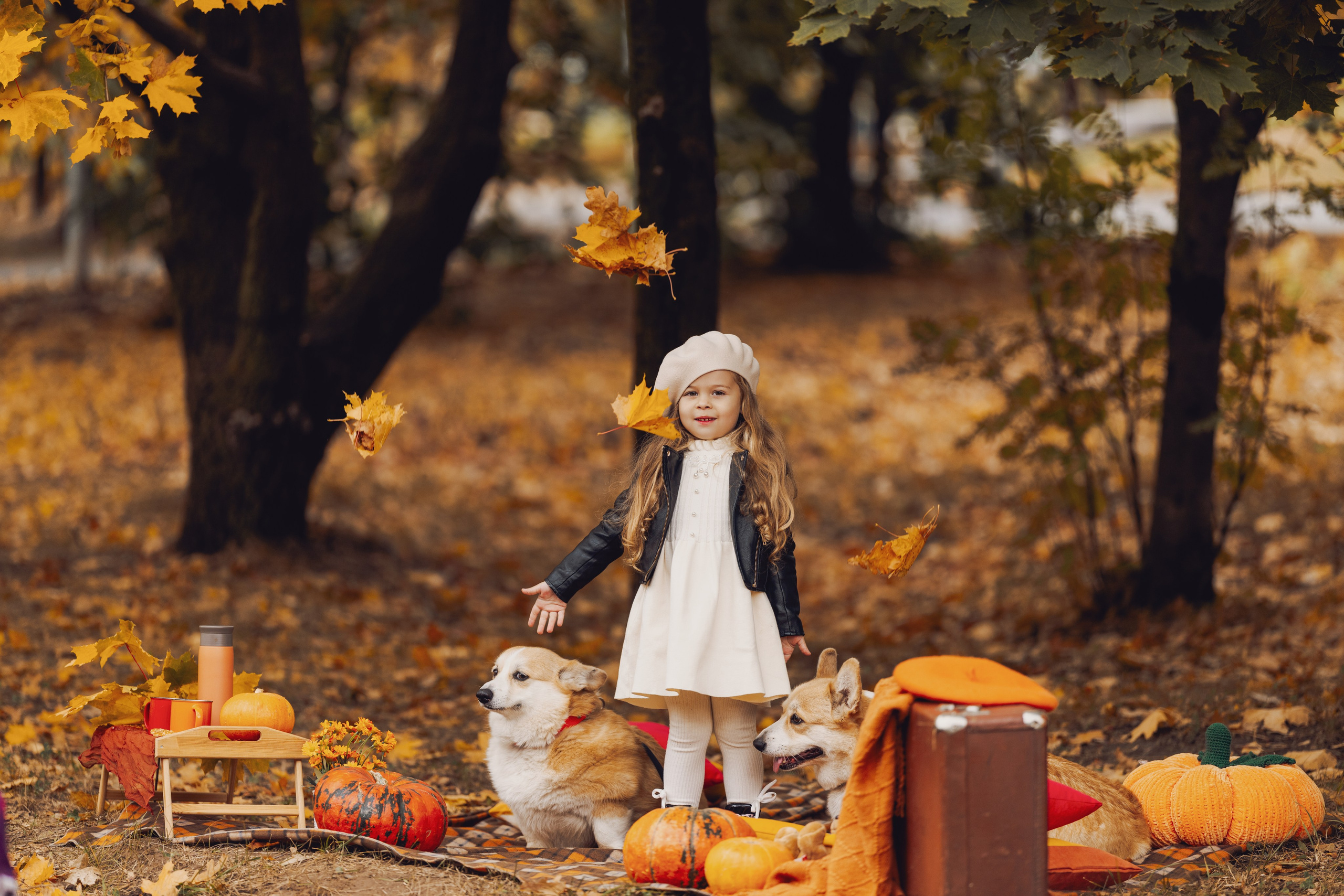 Золотая осень с корги. Свадебный и семейный фотограф в Рязани Датская Ксения