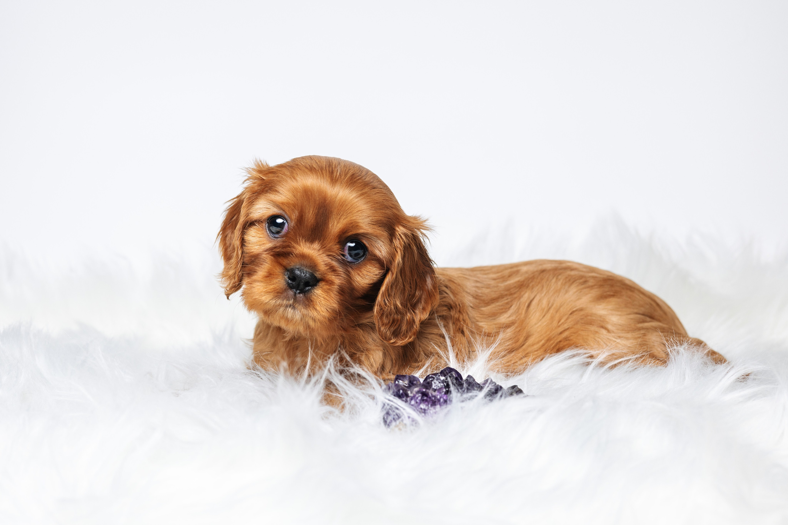 ККЧС. Фотограф анималист Осипчикова Мария