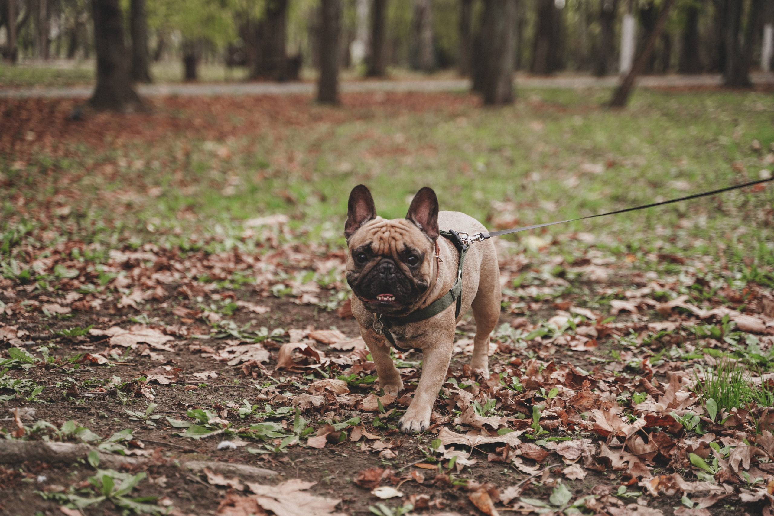 Фотосессия с собакой в Солнечном острове. Семейный и женский фотограф в Краснодаре Анастасия Приймак