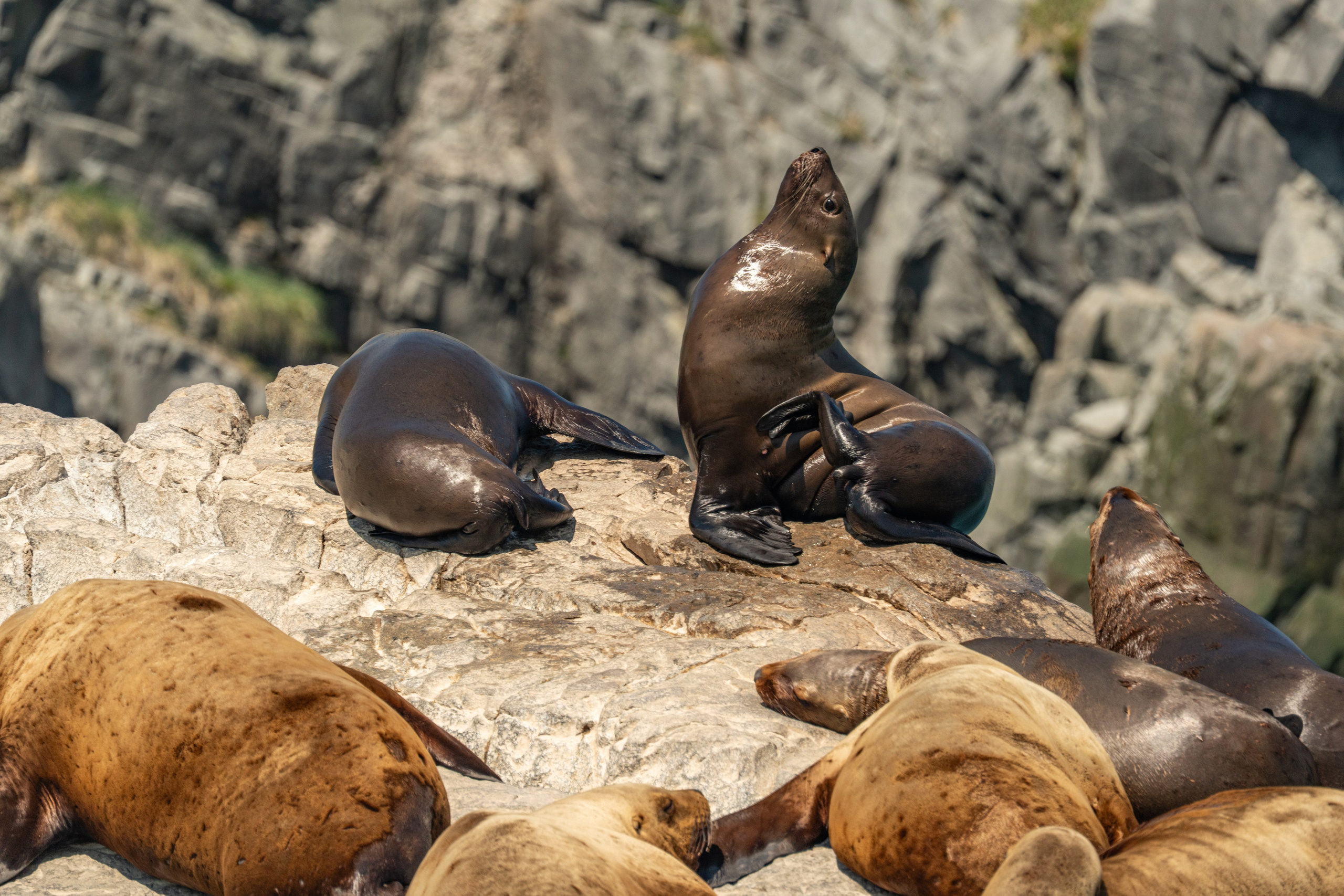 Анималистика. Gusarov Travel Photography