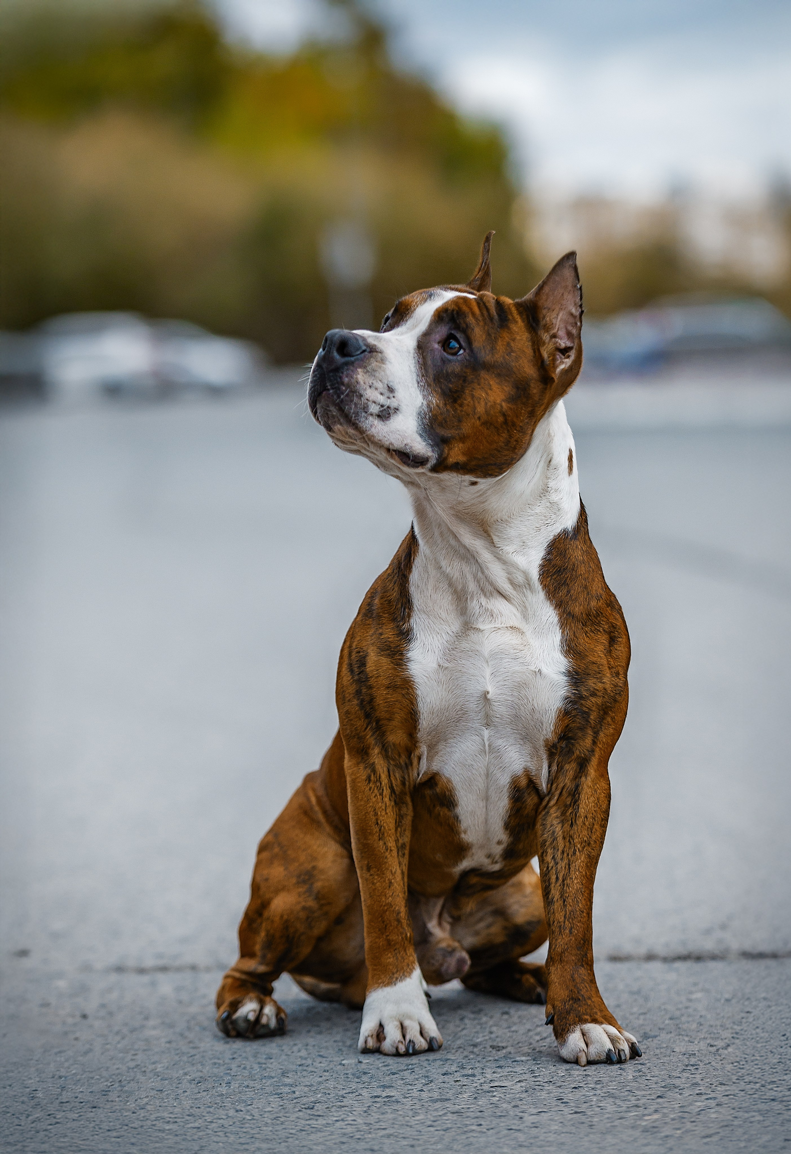 Фоторепортаж с выставки собак. Фотограф Анималист Наталья Корс Екатеринбург