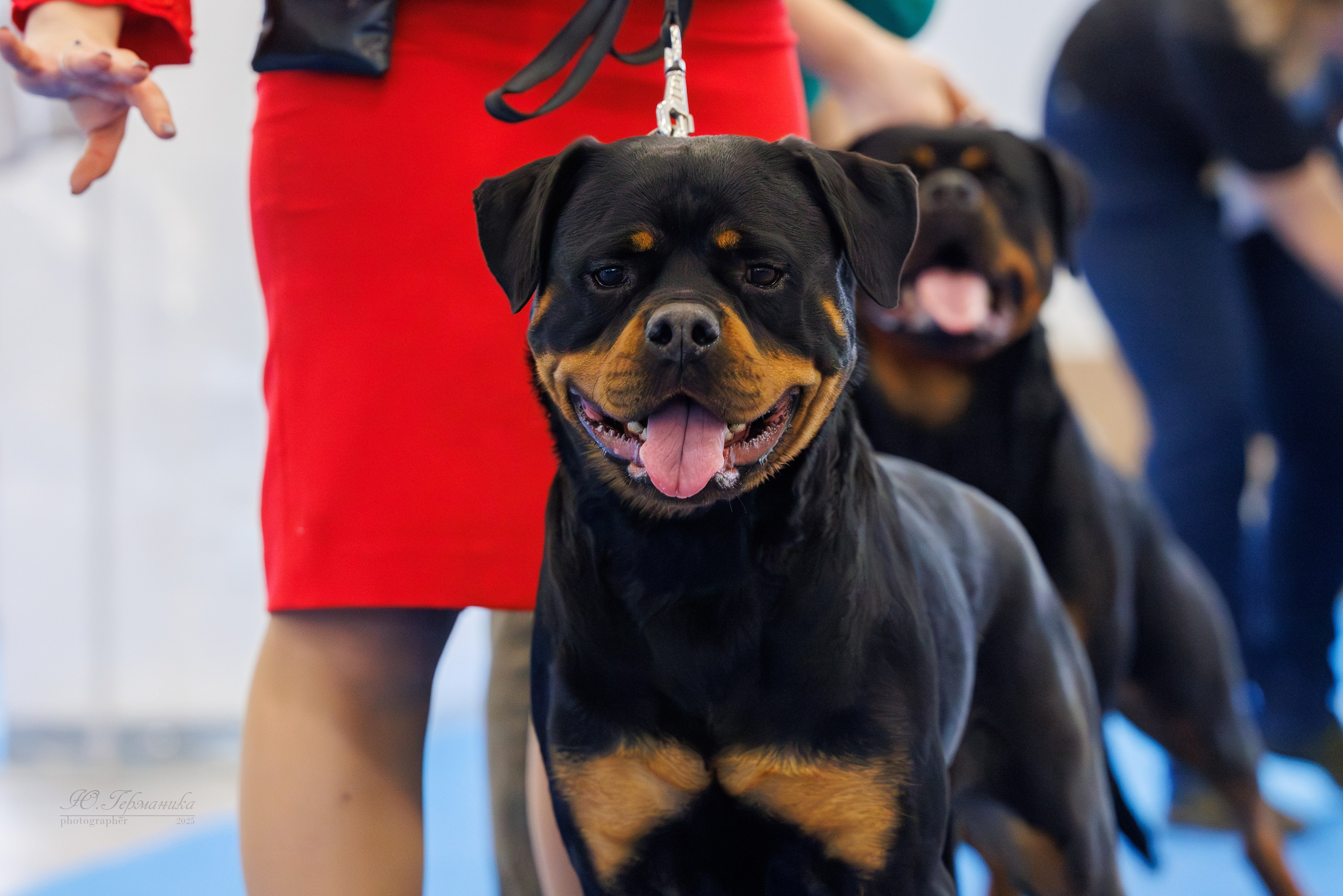Питер ротвейлеры 18.01,Крокус 19.01.2025. Фотограф-анималист Юлия Германика