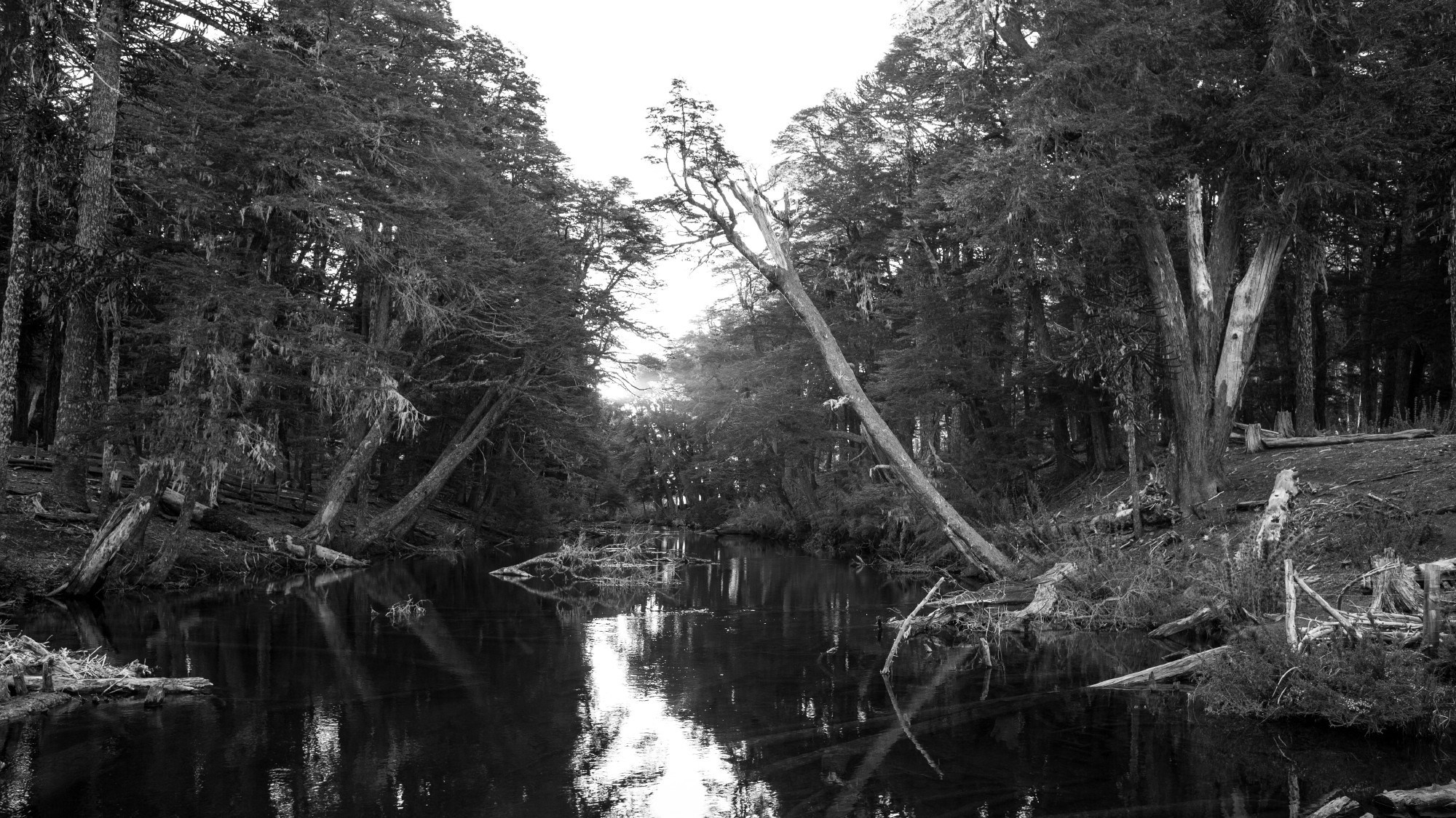 LANDSCAPE. Portrait and business photographer in Moscow Andrey Nikolsky
