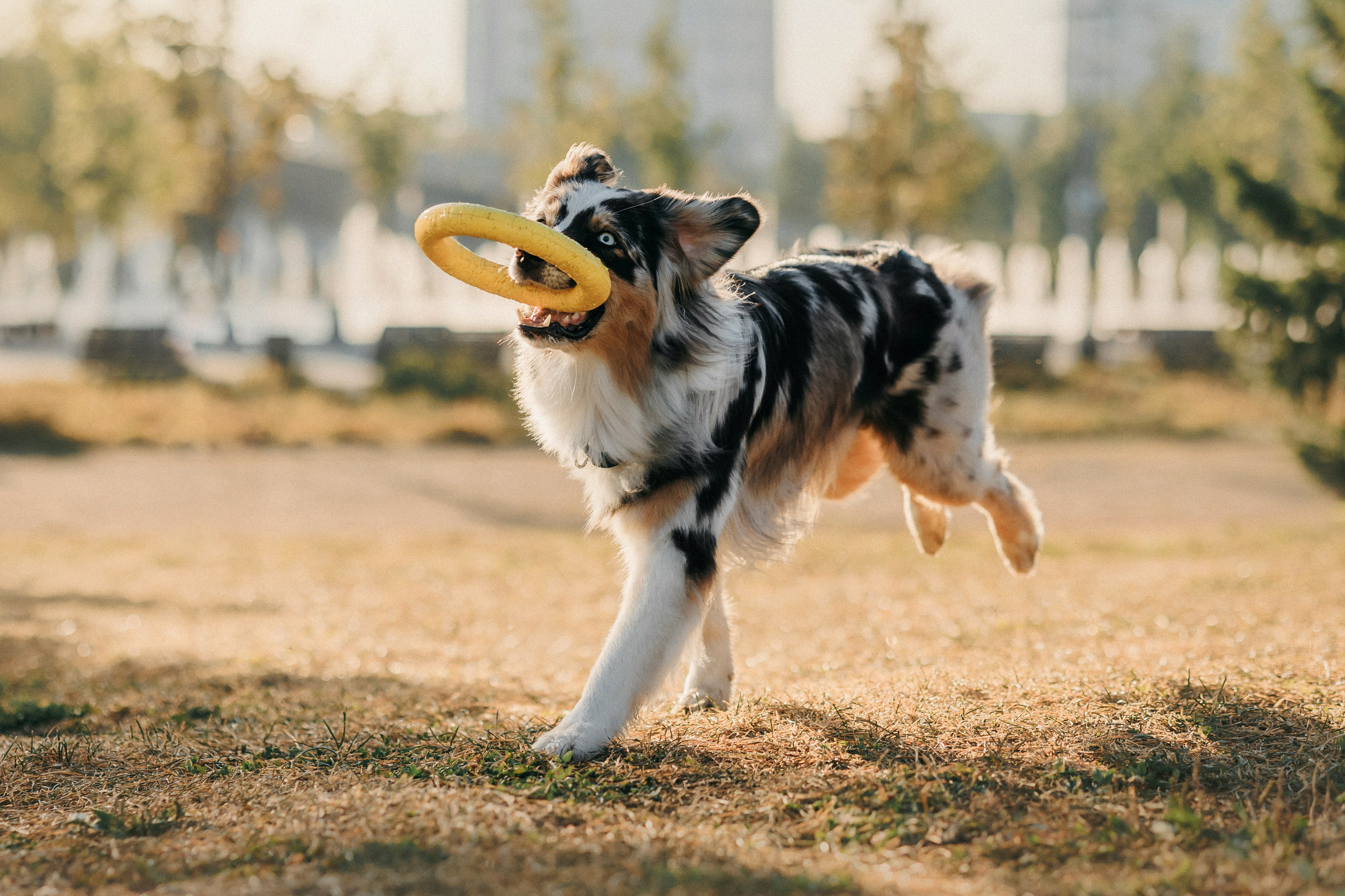 Аня, Чарли и Ева. Фотограф-анималист Елена Радченко, Москва