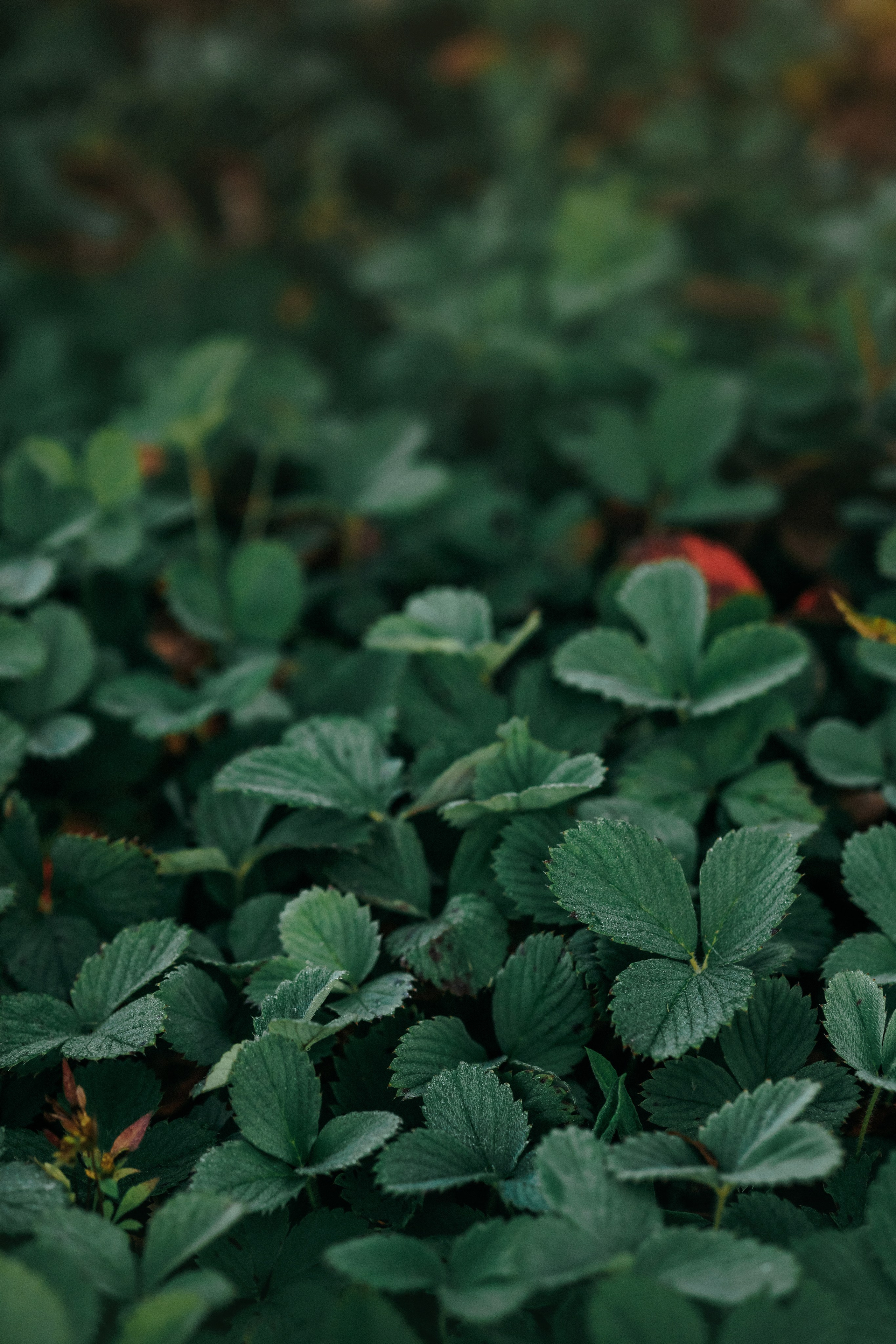 Лена и Джин. Фотограф-анималист Елена Радченко, Москва