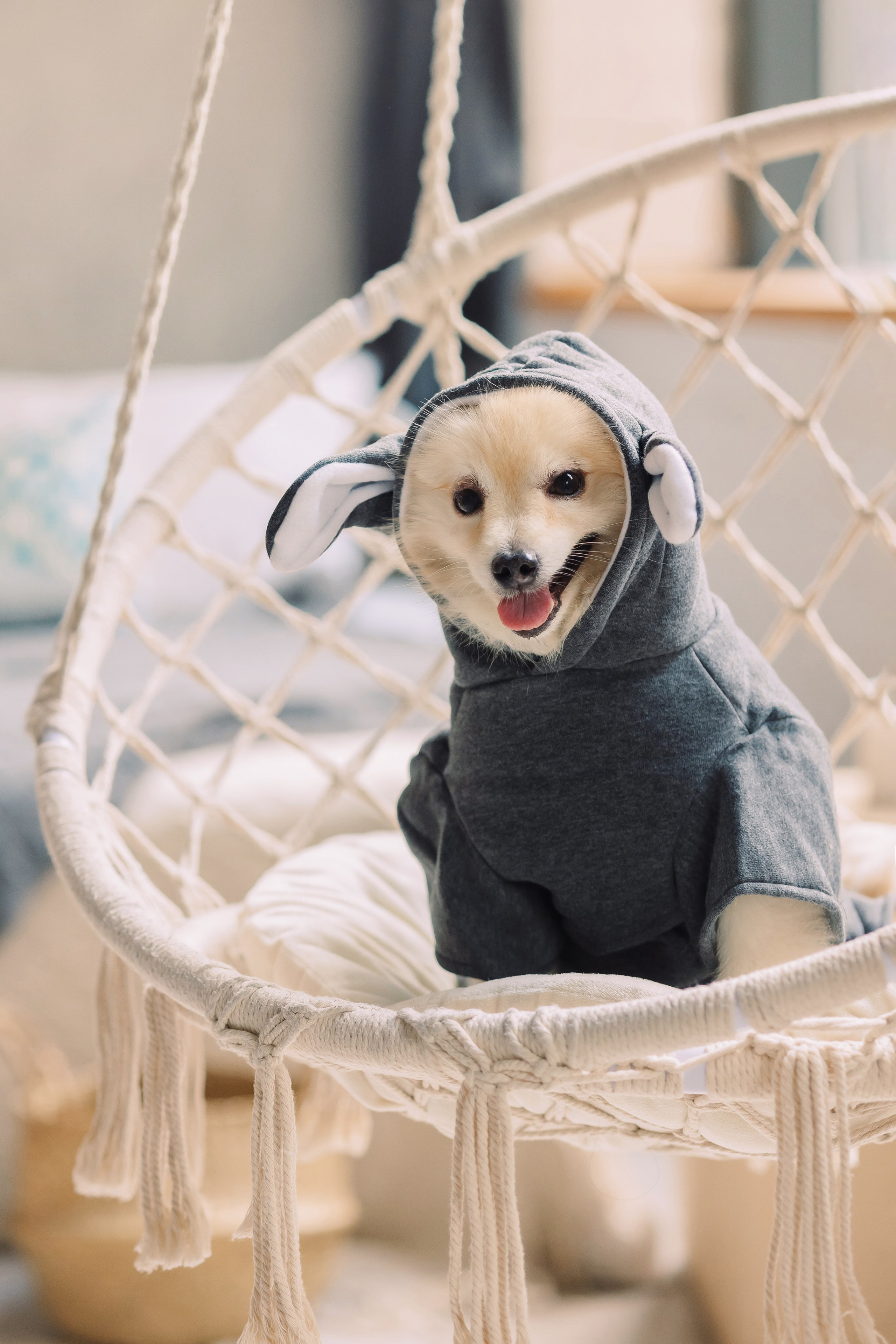 Магазин Friend of mine. Фотограф-анималист Елена Радченко, Москва