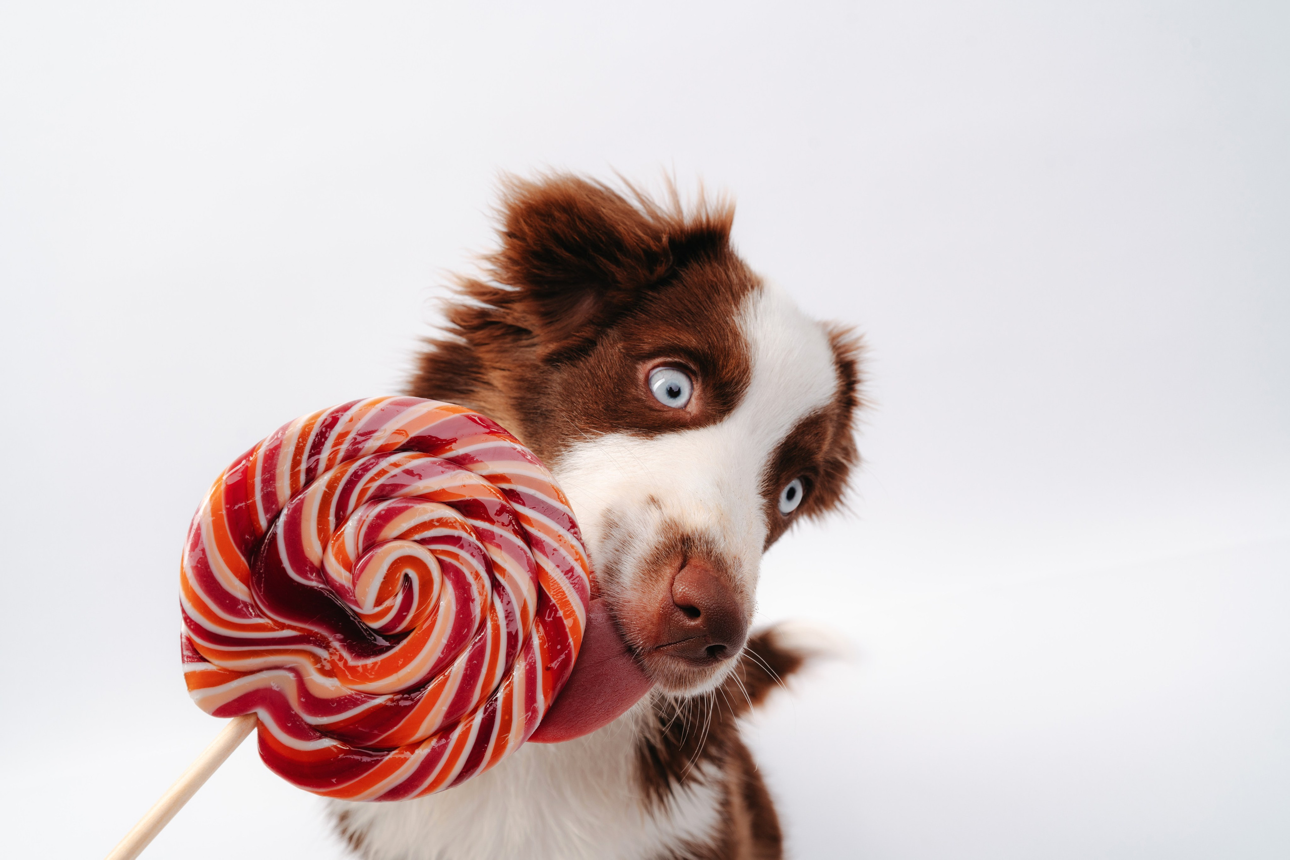 Миниаусси Дайс. Фотограф анималист Осипчикова Мария