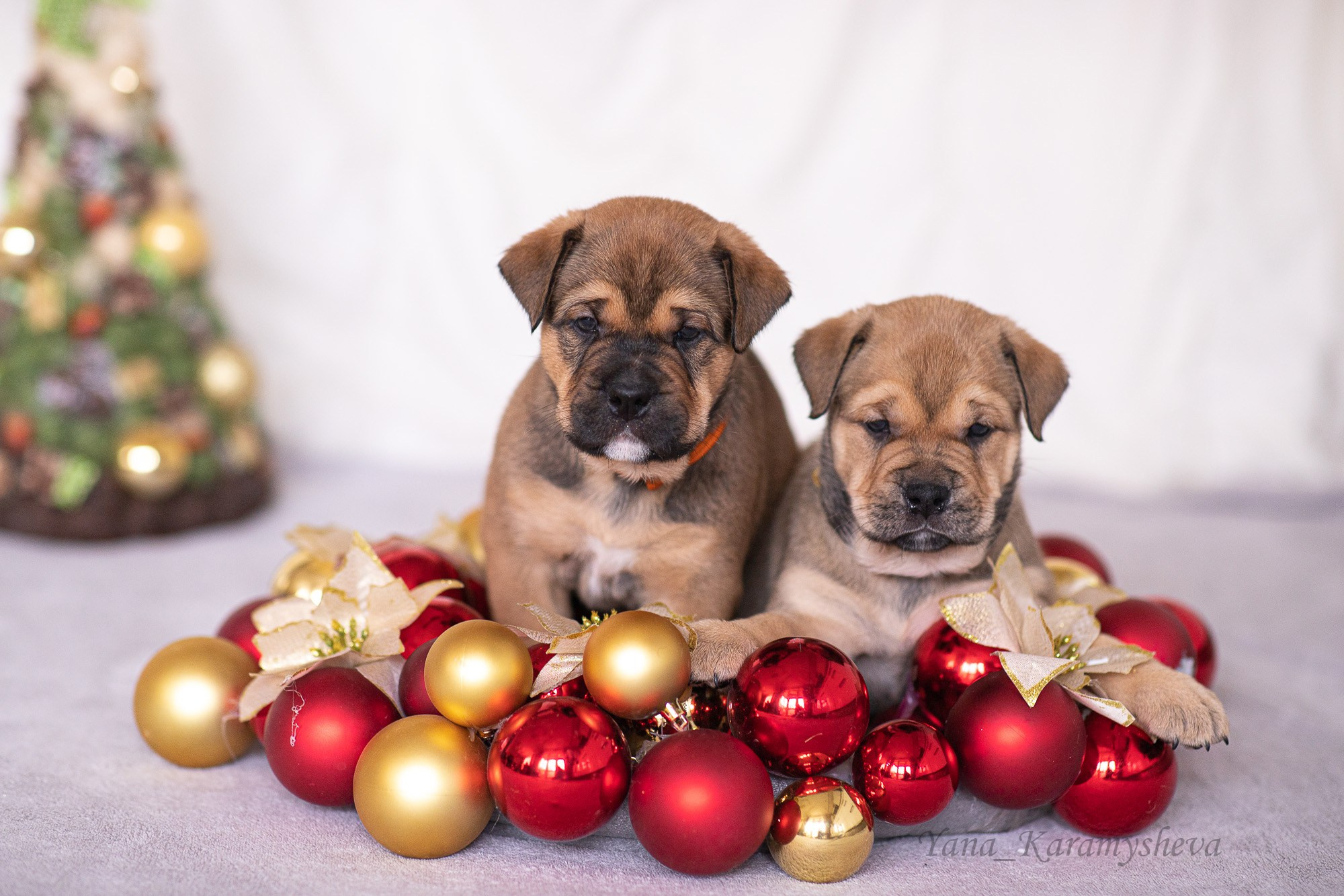 Помёты. Yana Karamysheva Animal Photo