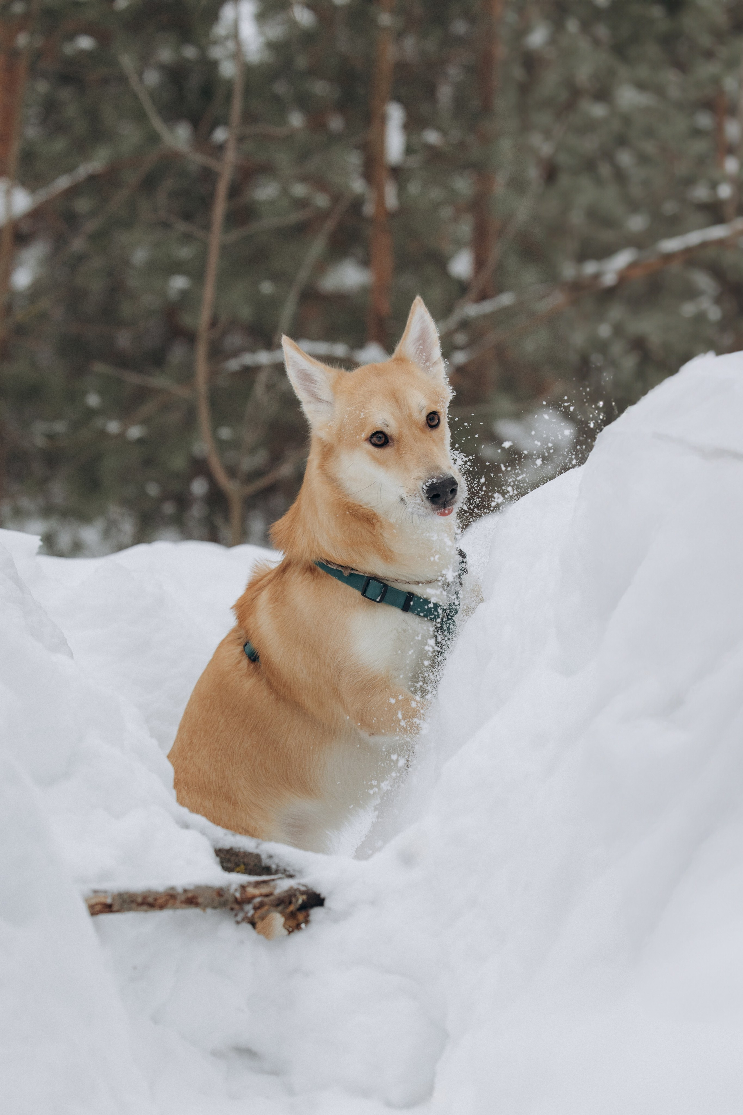 Прогулка на озере зимой. Фотограф анималист в Казани Алина Сулейманова. Фотограф животных