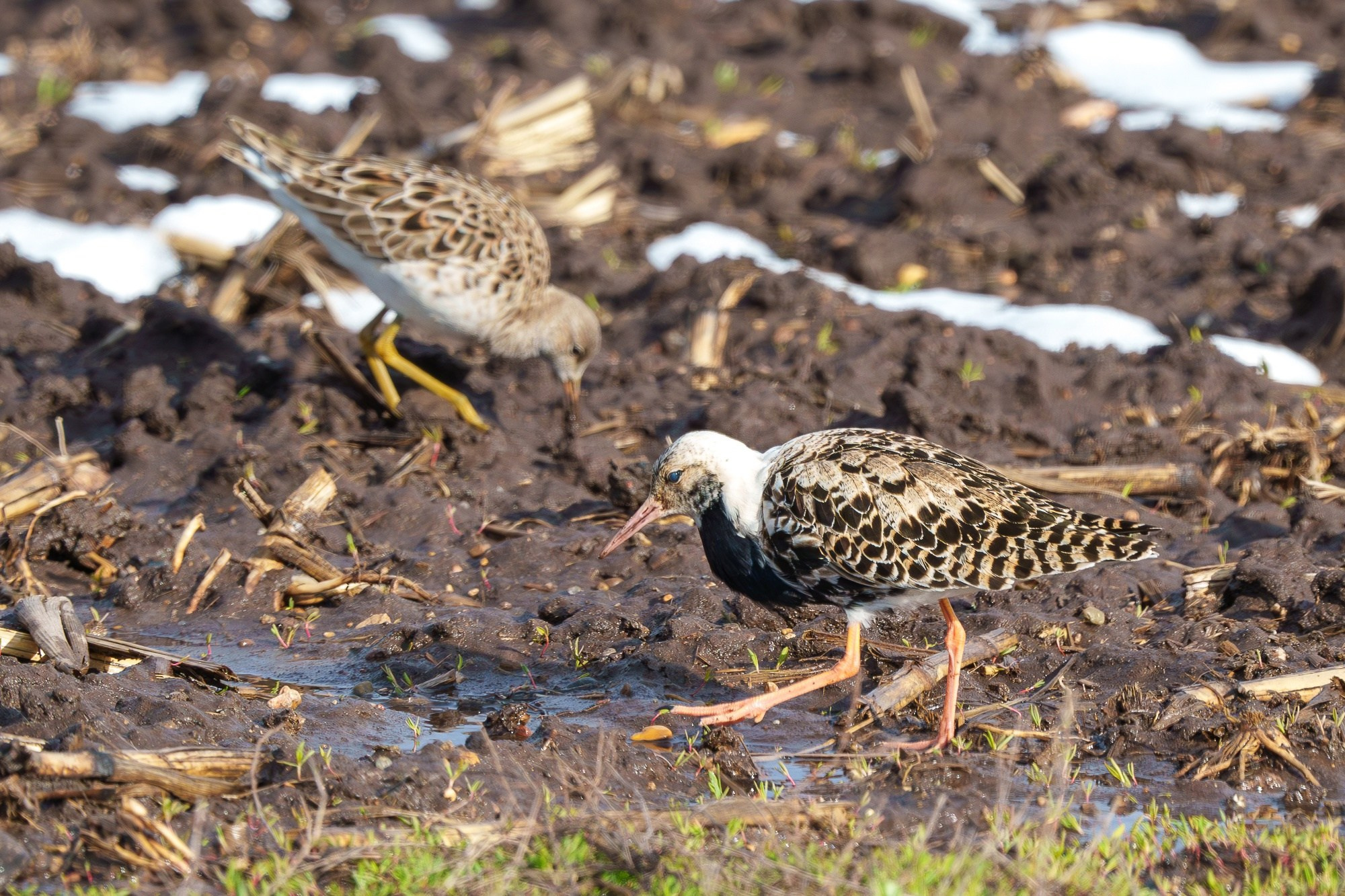 Удивительные мир птиц. Вокруг нас столько прекрасного — присмотритесь!. Ваш личный фотограф Марина Волкова