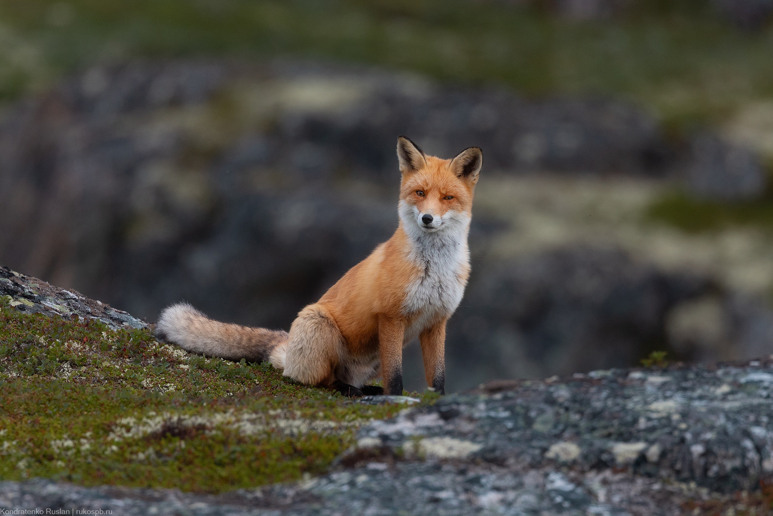 Лиса. Архитектурный и пейзажный фотограф Кондратенко Руслан, Санкт-Петербург