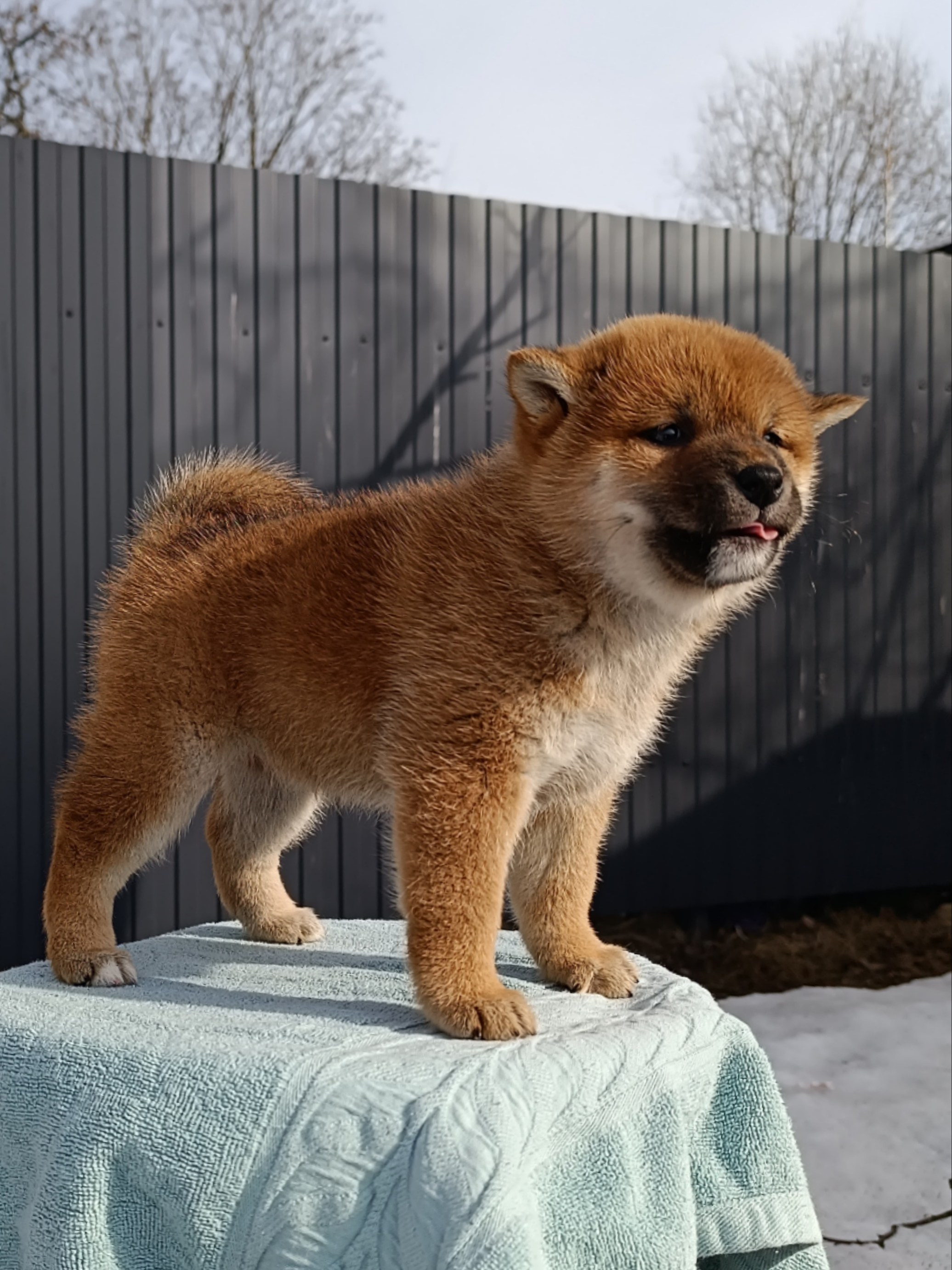 Сиба Rubylight Ellis питомник Рубилайт 