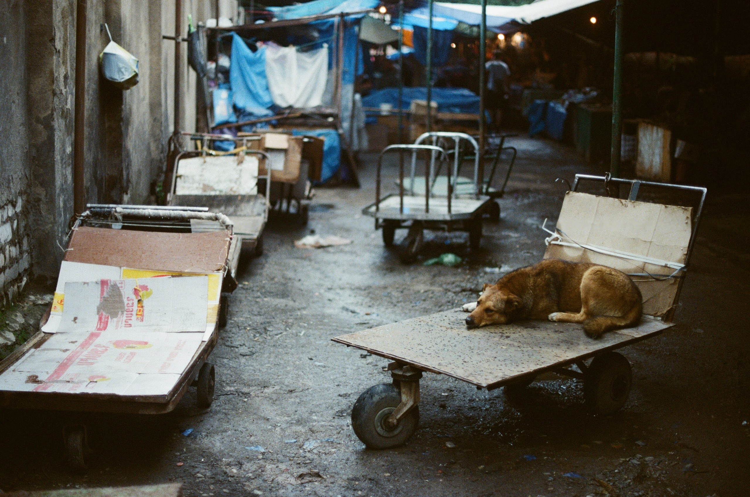 Georia Colour. Aleksander Chernov — Documentary filmmaker and photographer
