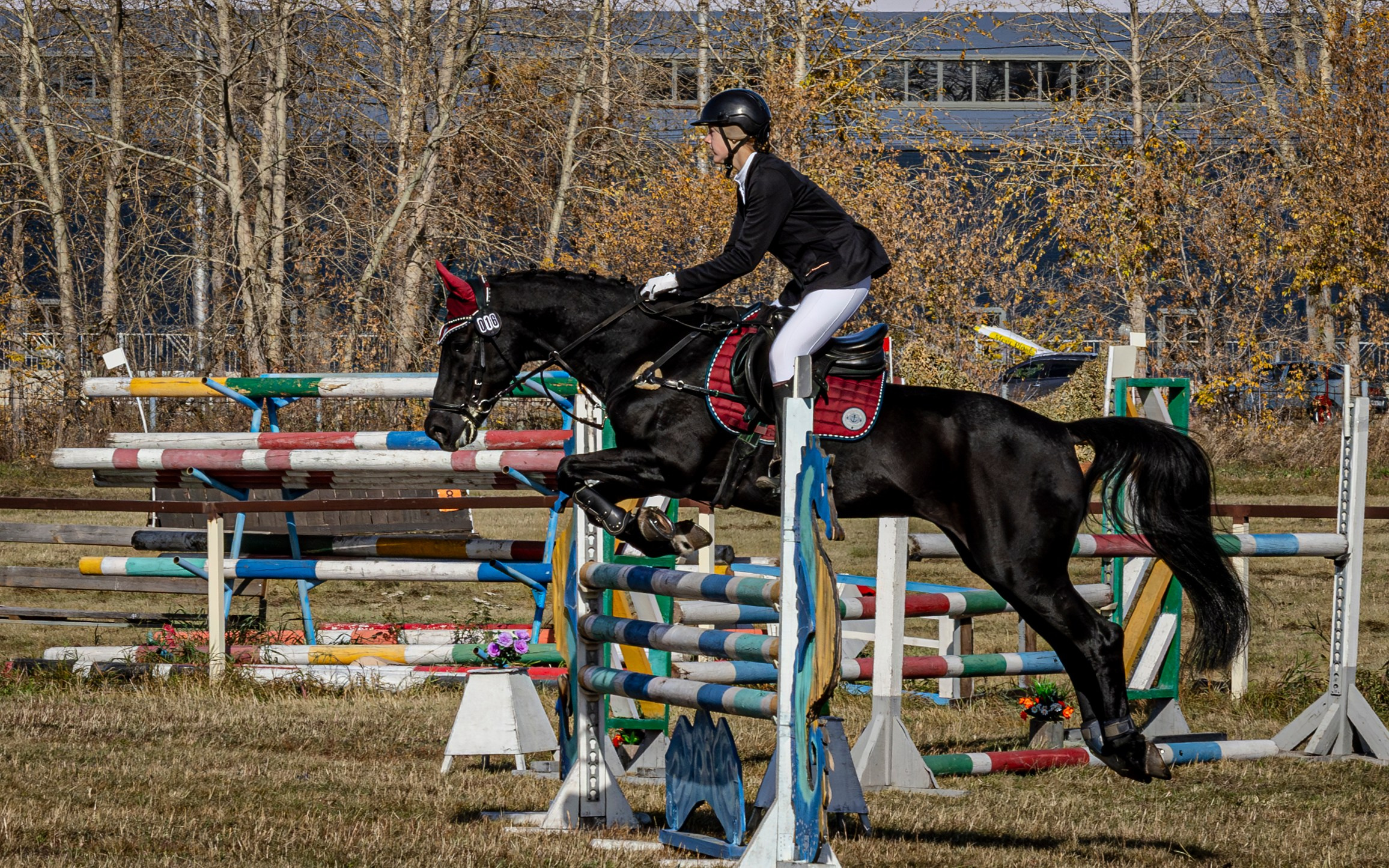 Конкур. Bertran Ordo