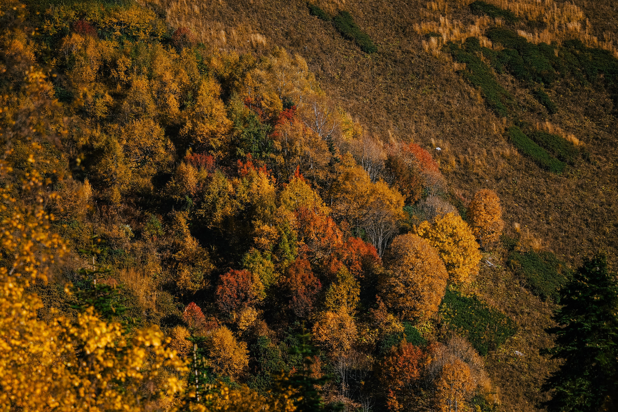 Роза Пик, тропа Турья ✽ Октябрь. Репортажный фотограф | Роза Хутор Красная Поляна Сочи Сириус