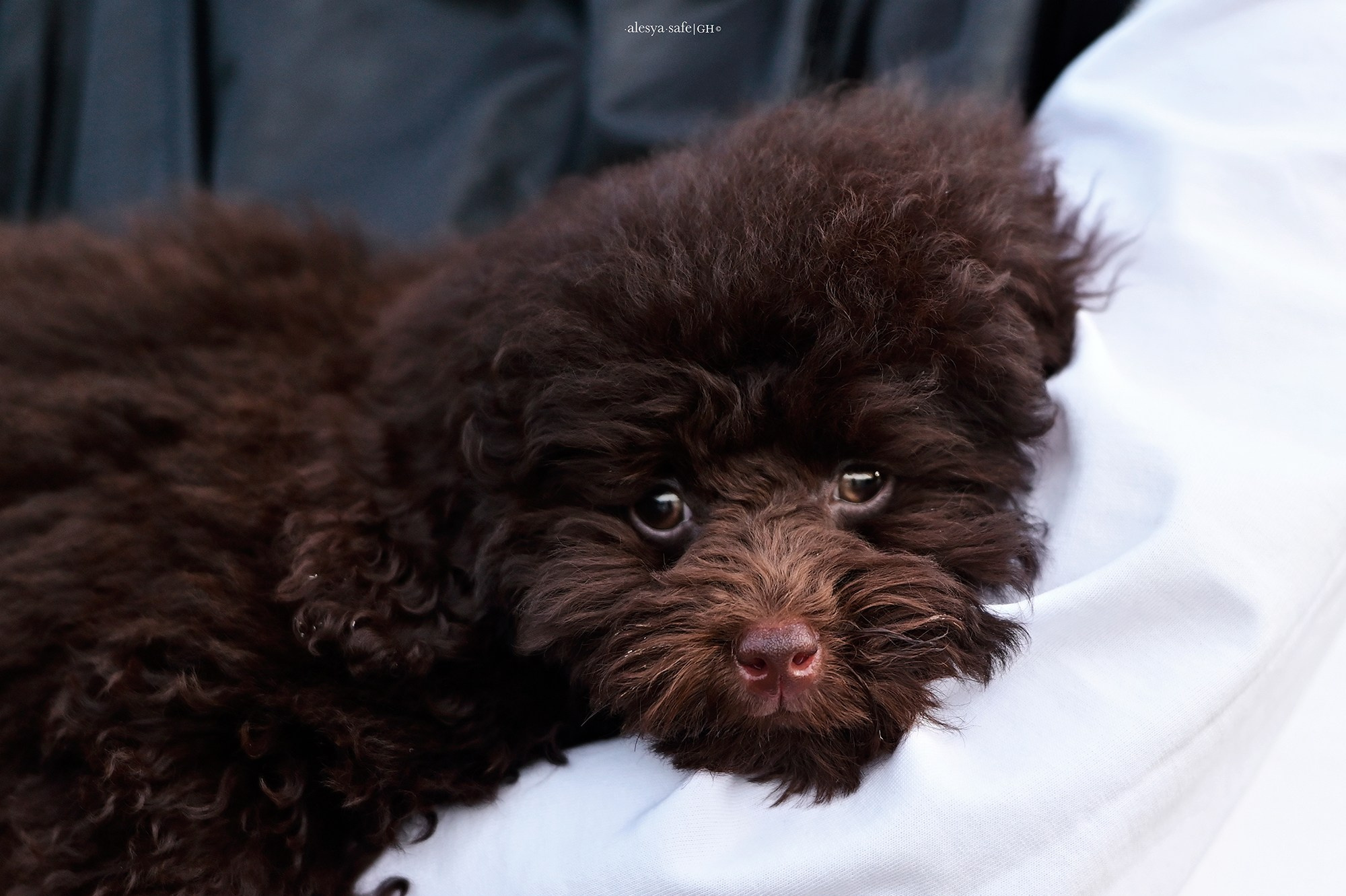 Голден. Конный фотограф Alesya Safe