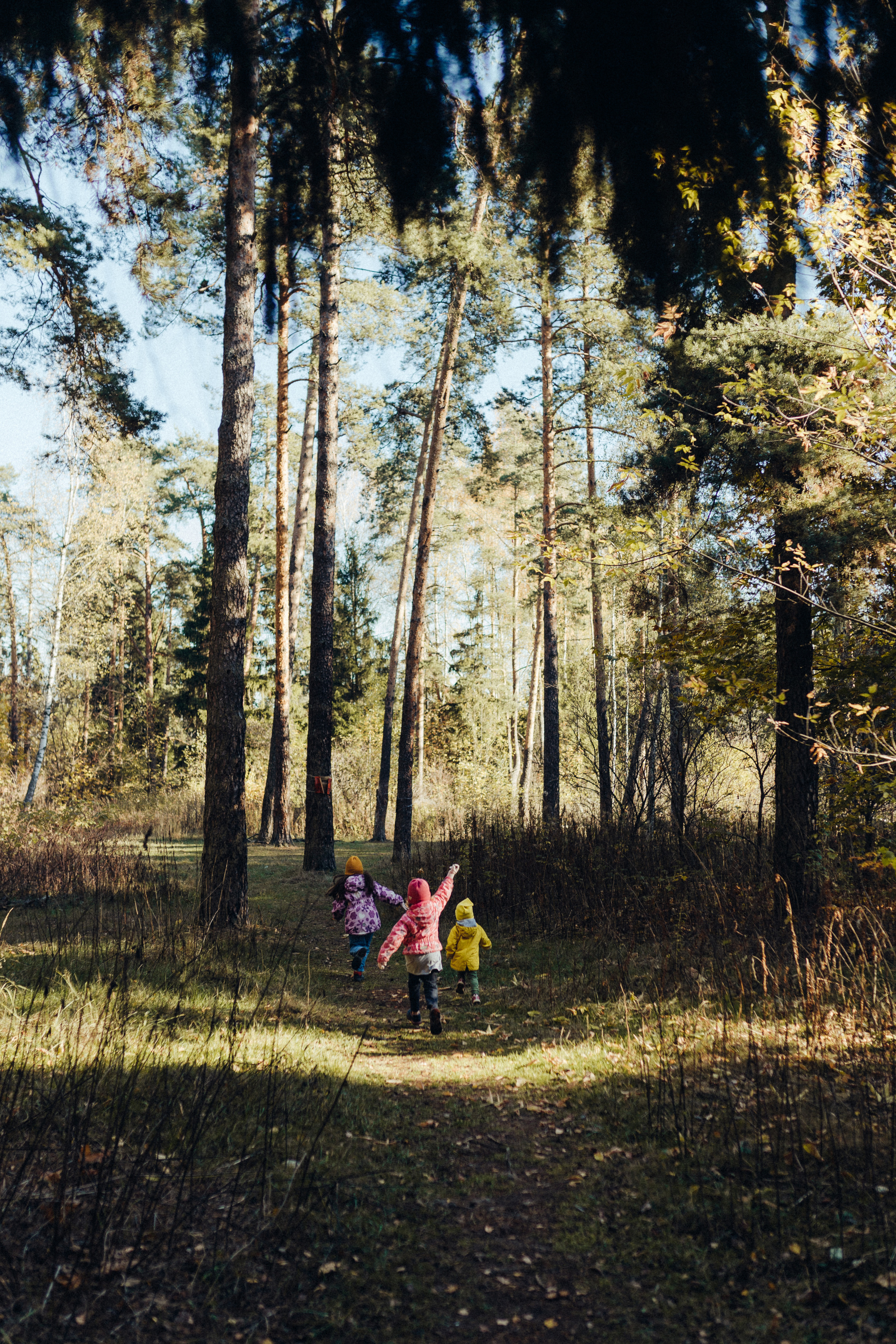 С папкой в лесу!. Семейный и детский фотограф из Москвы, Щёлково Герасимова Вероника