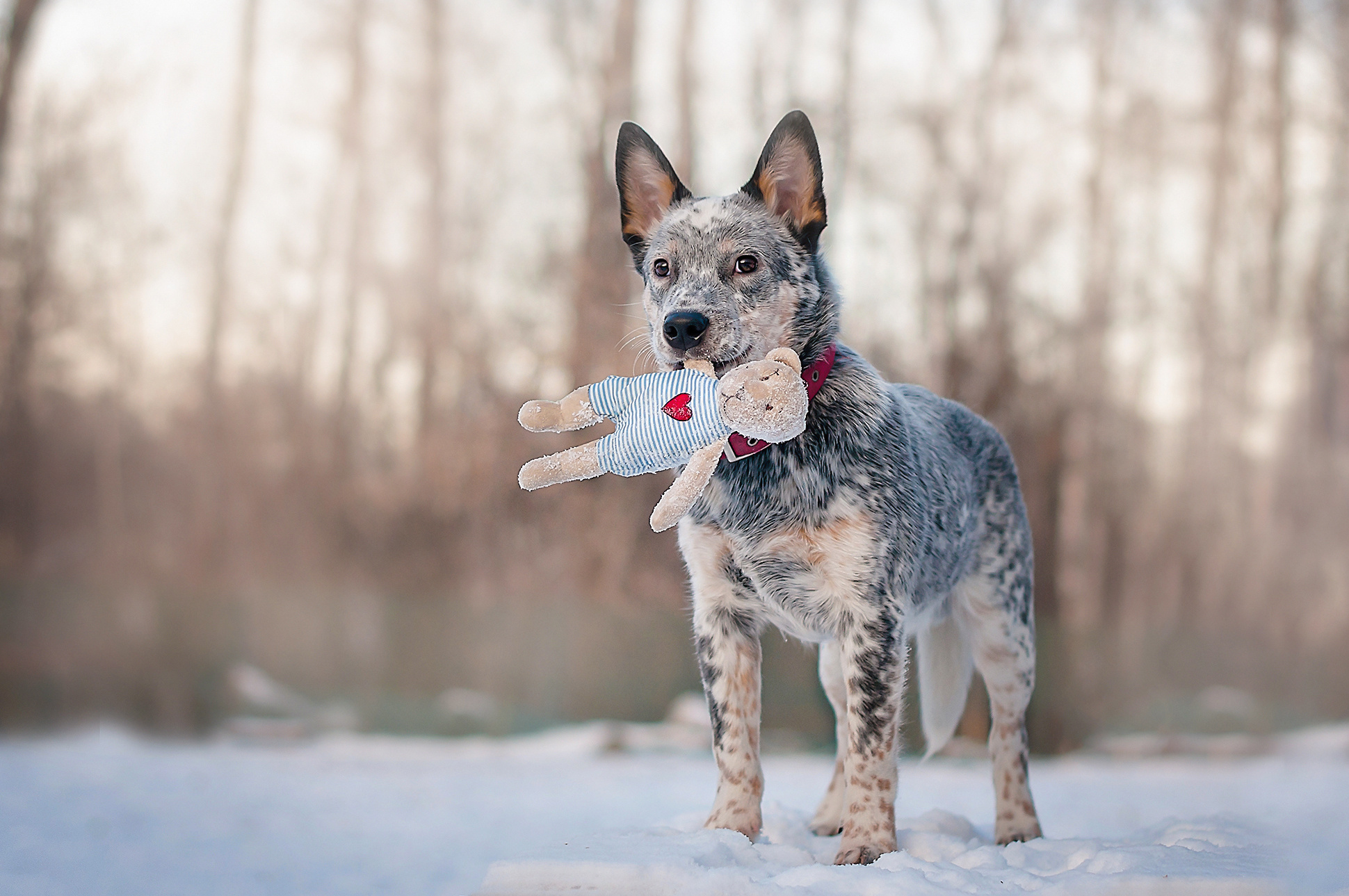 ФОТОСЪЕМКА ЖИВОТНЫХ. Фотограф в Королеве Людмила Потапова