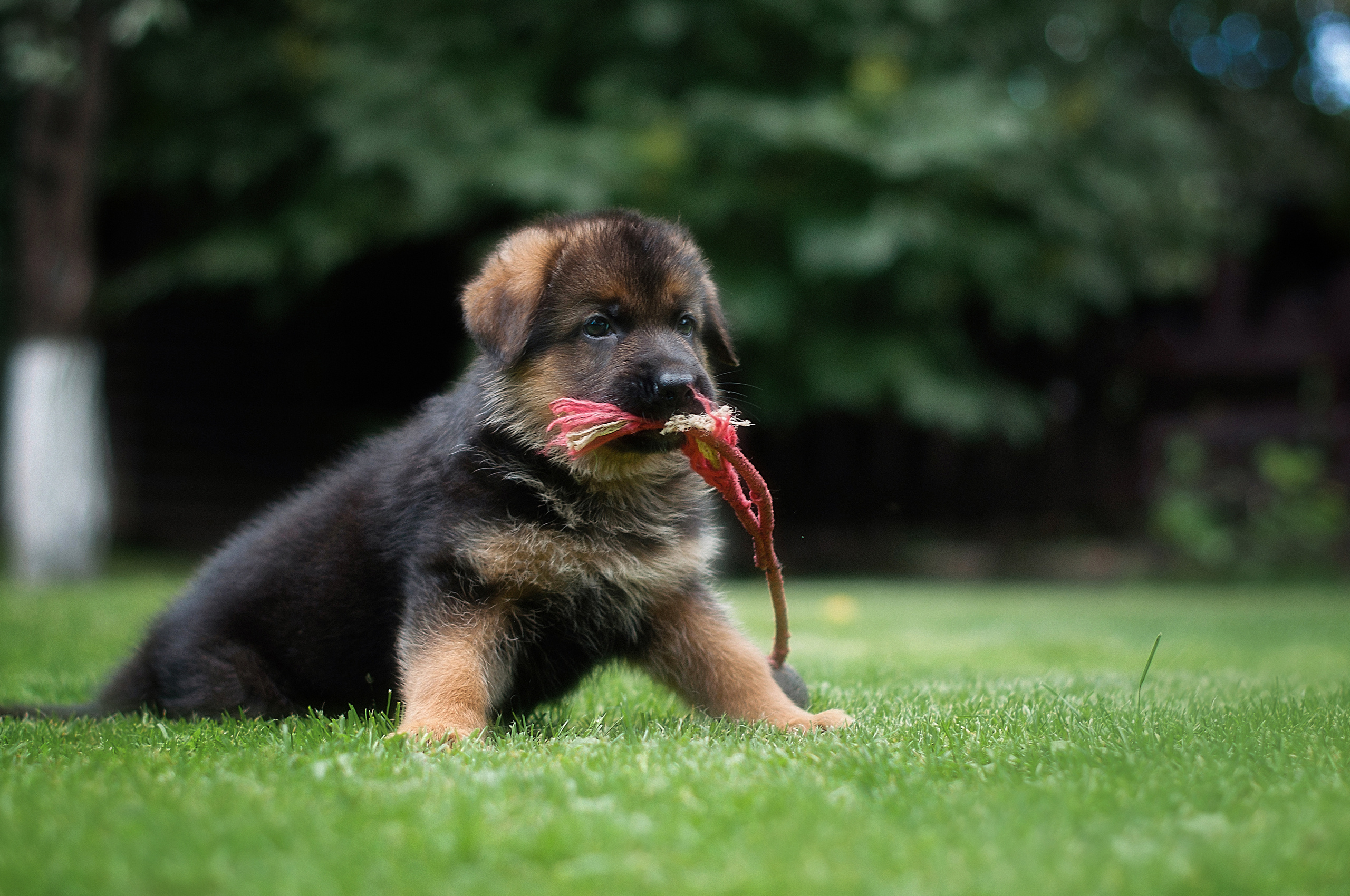 ФОТОСЪЕМКА ЖИВОТНЫХ. Фотограф в Королеве Людмила Потапова