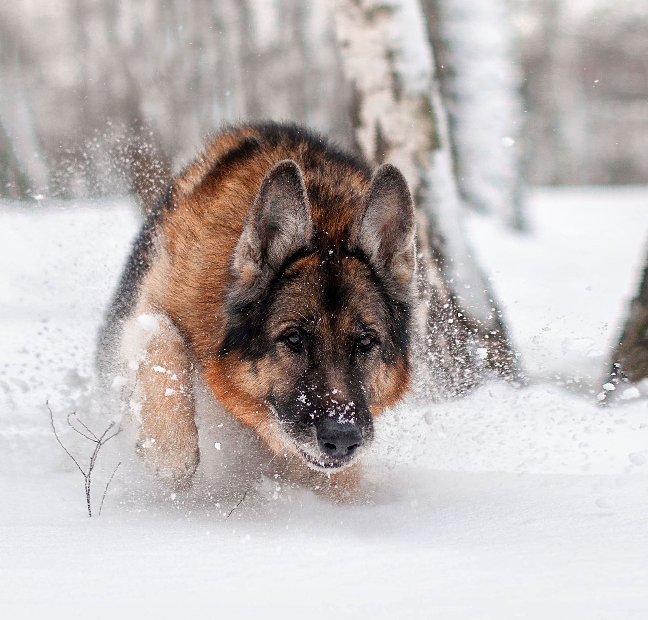 ФОТОСЪЕМКА ЖИВОТНЫХ. Фотограф в Королеве Людмила Потапова